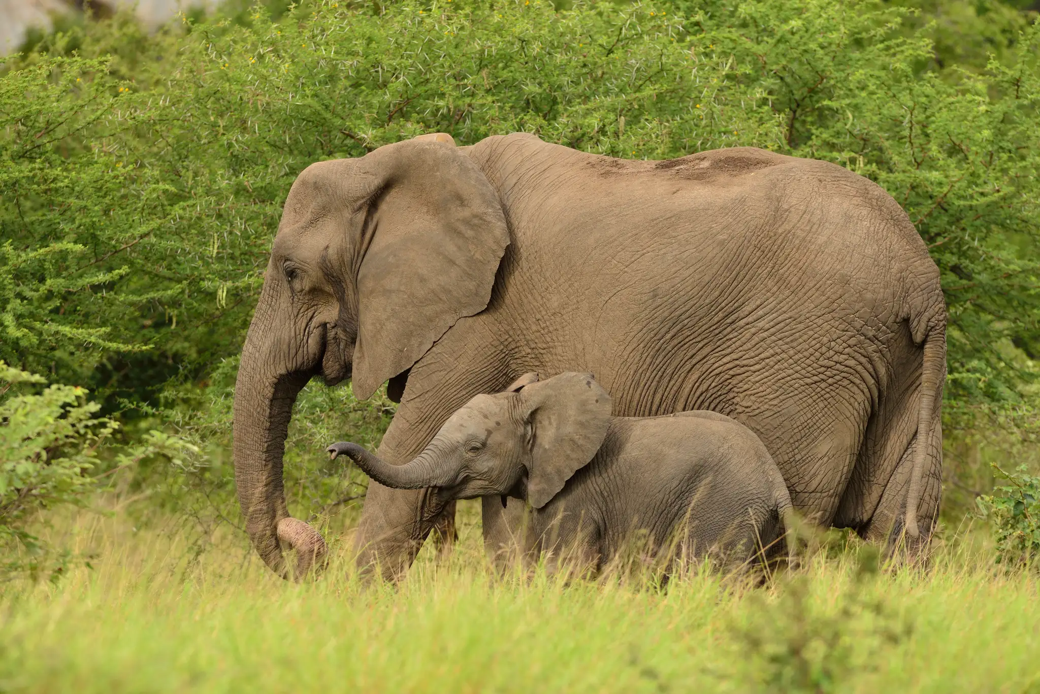 baby-elephant-playing-with-its-mother-middle-grassy-fields-african-jungles