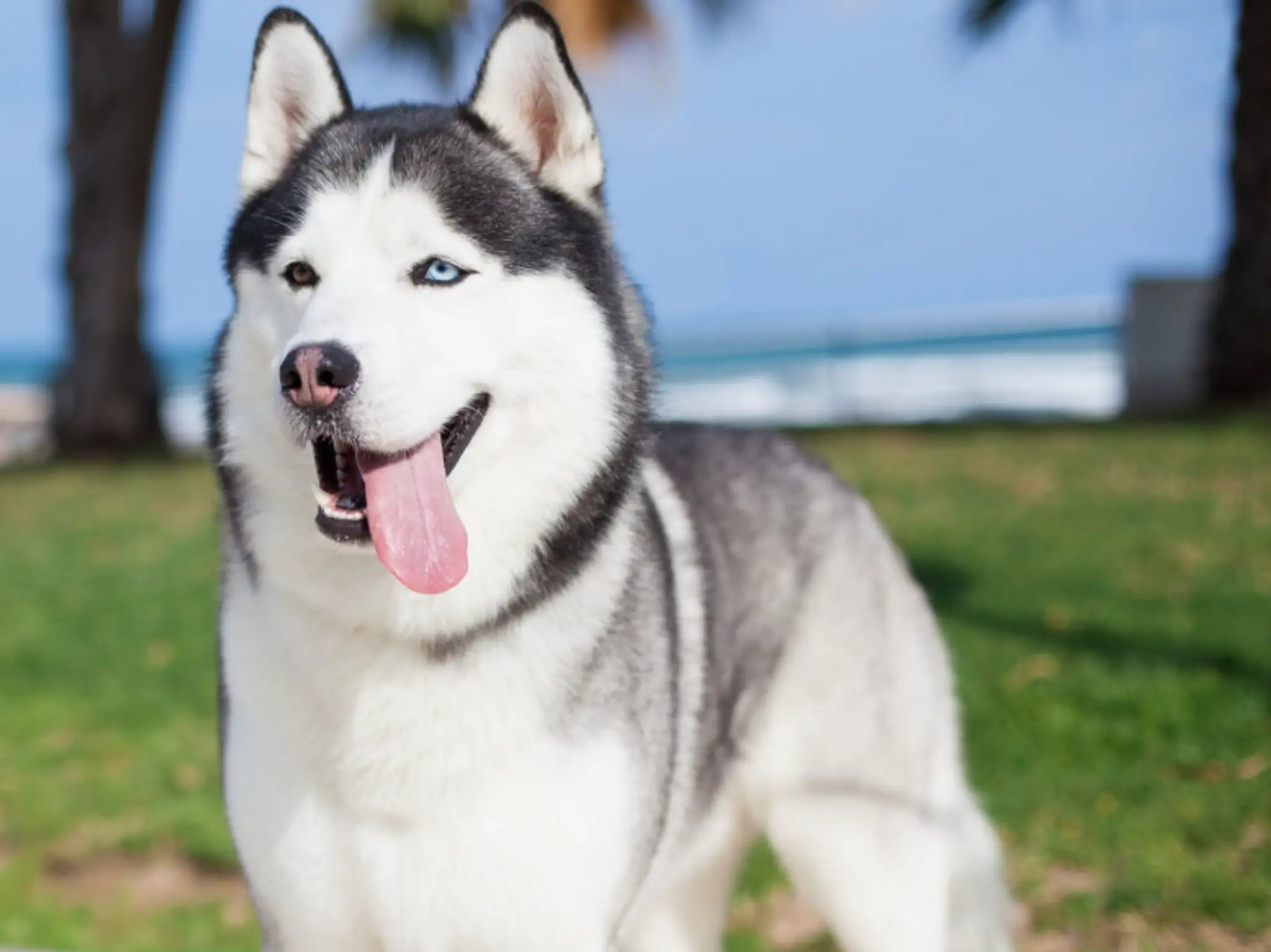 Sibírsky husky.