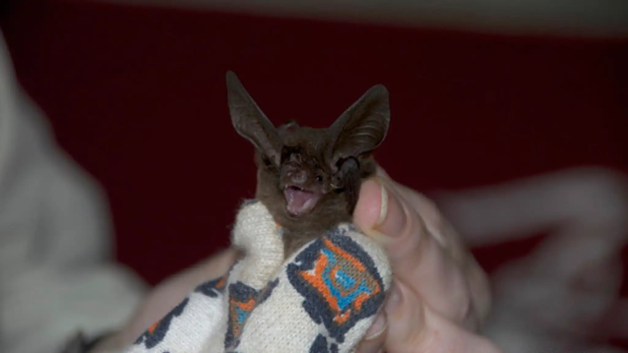o-EXTINCT-BAT-2-570.jpg
