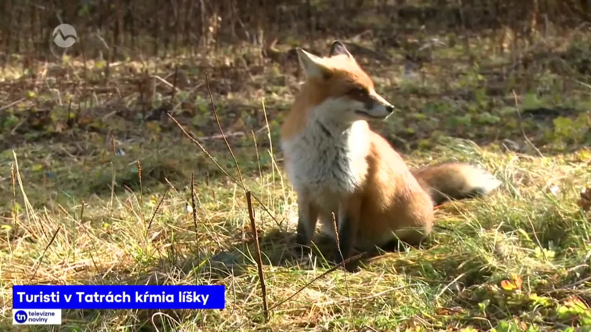 2026-10-26-TN-20-Turisti-v-Tatrach-krmia-lisky