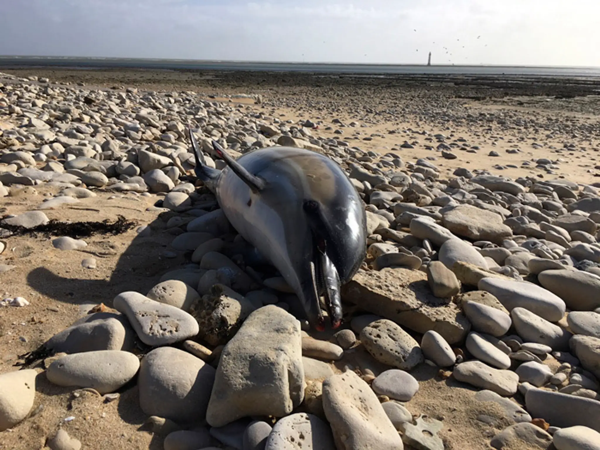 Na archívnej snímke zo 7. marca 2019 uhynuté delfíny z Atlantického oceána.