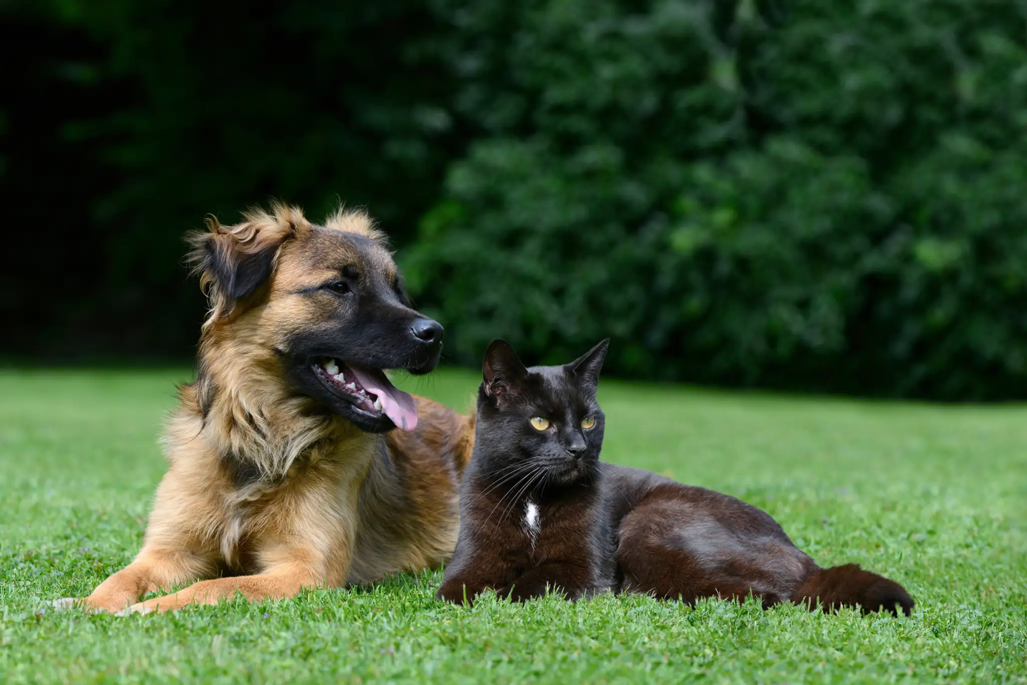 Mačka a pes