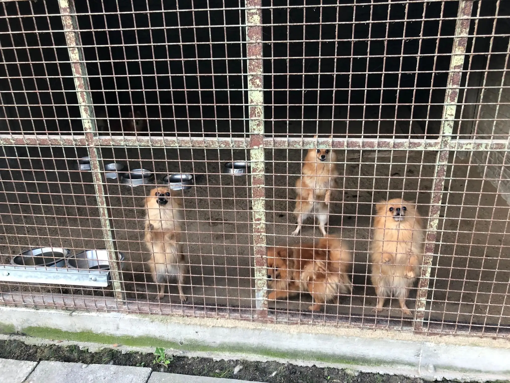 Na snímke je policajná akcia Kerberos proti nelegálnemu obchodu so psami.