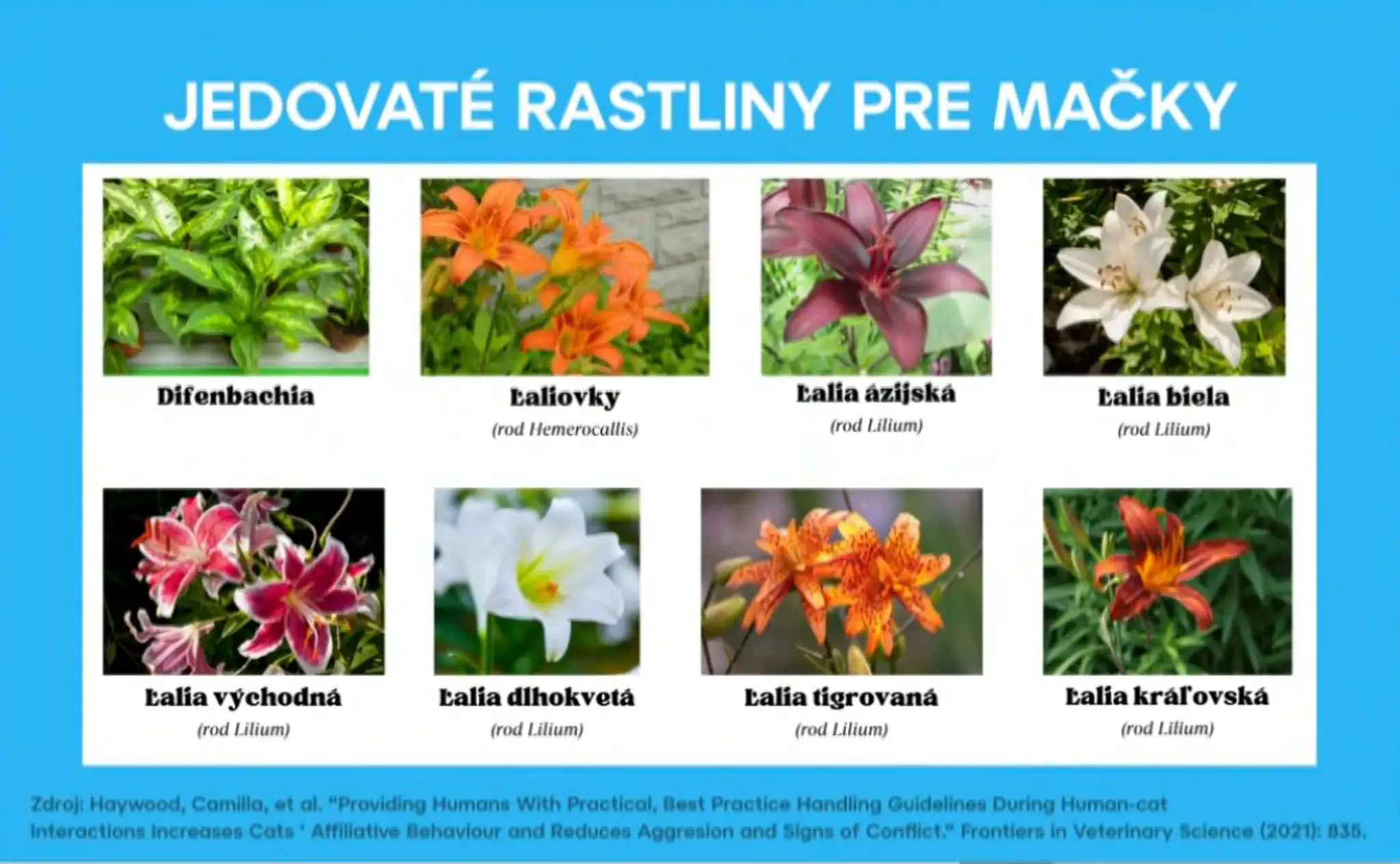 Jedovaté rastliny pre mačky