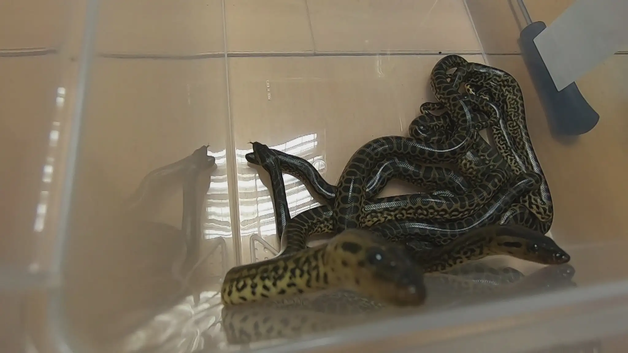 Vzácne anakondy z košickej zoo.