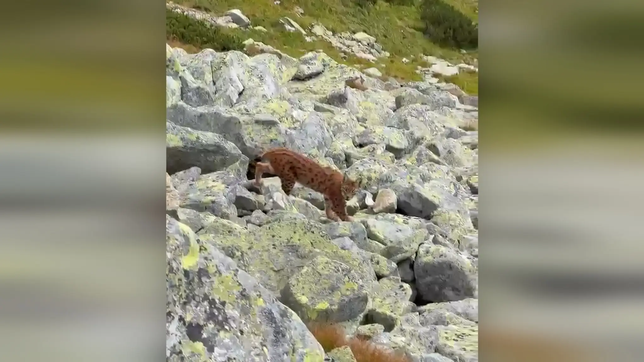 Rys ostrovid vo Vysokých Tatrách. 
