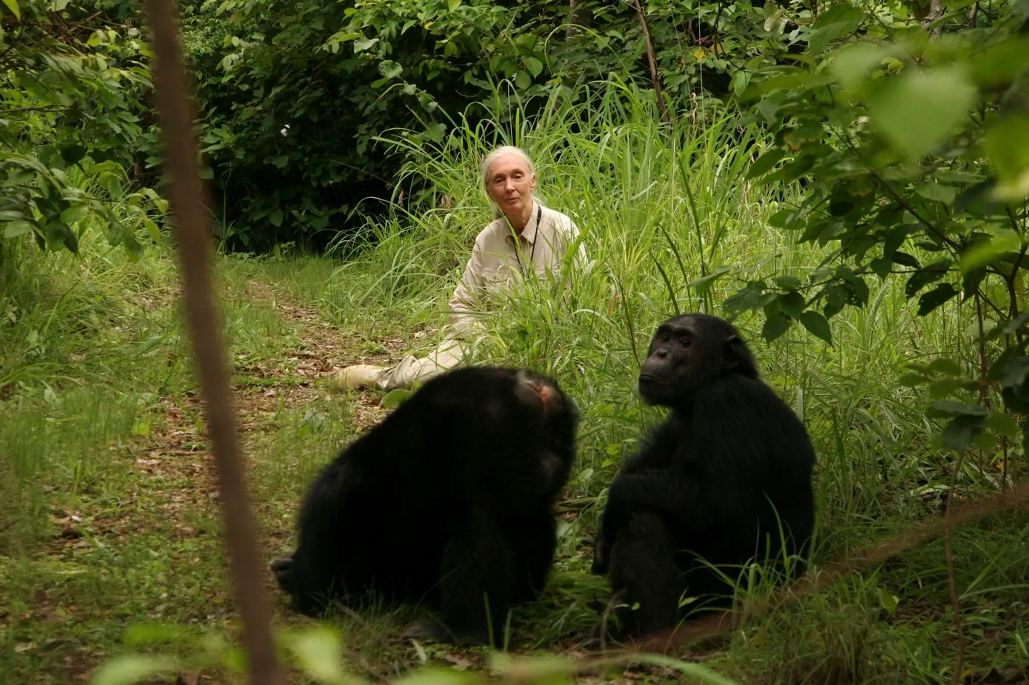 Jane Goodall