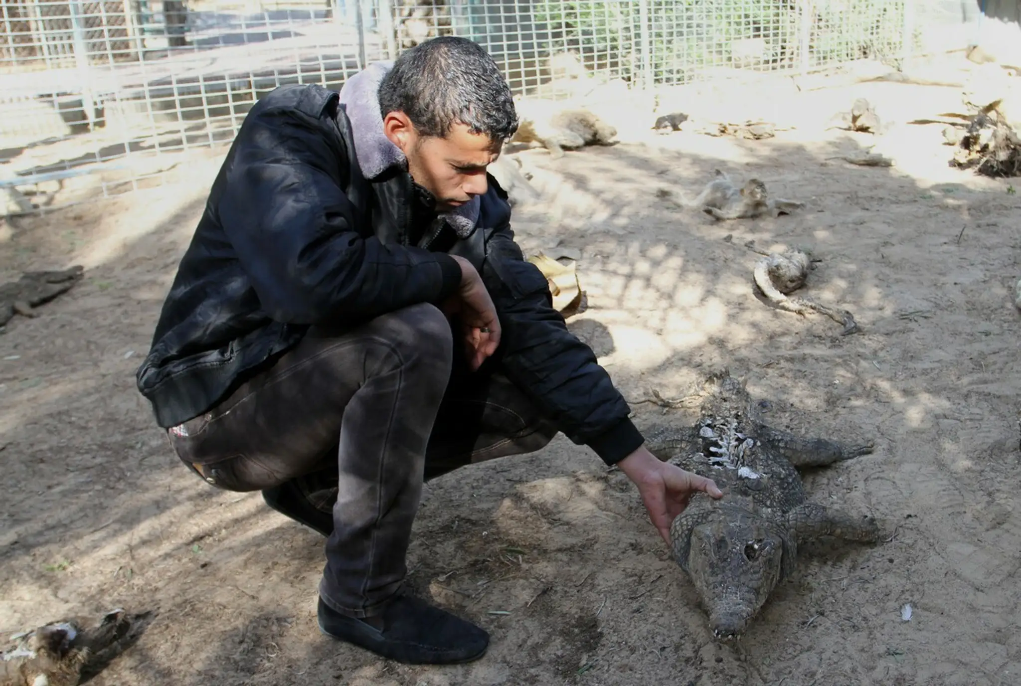 ZOO v Gaze.