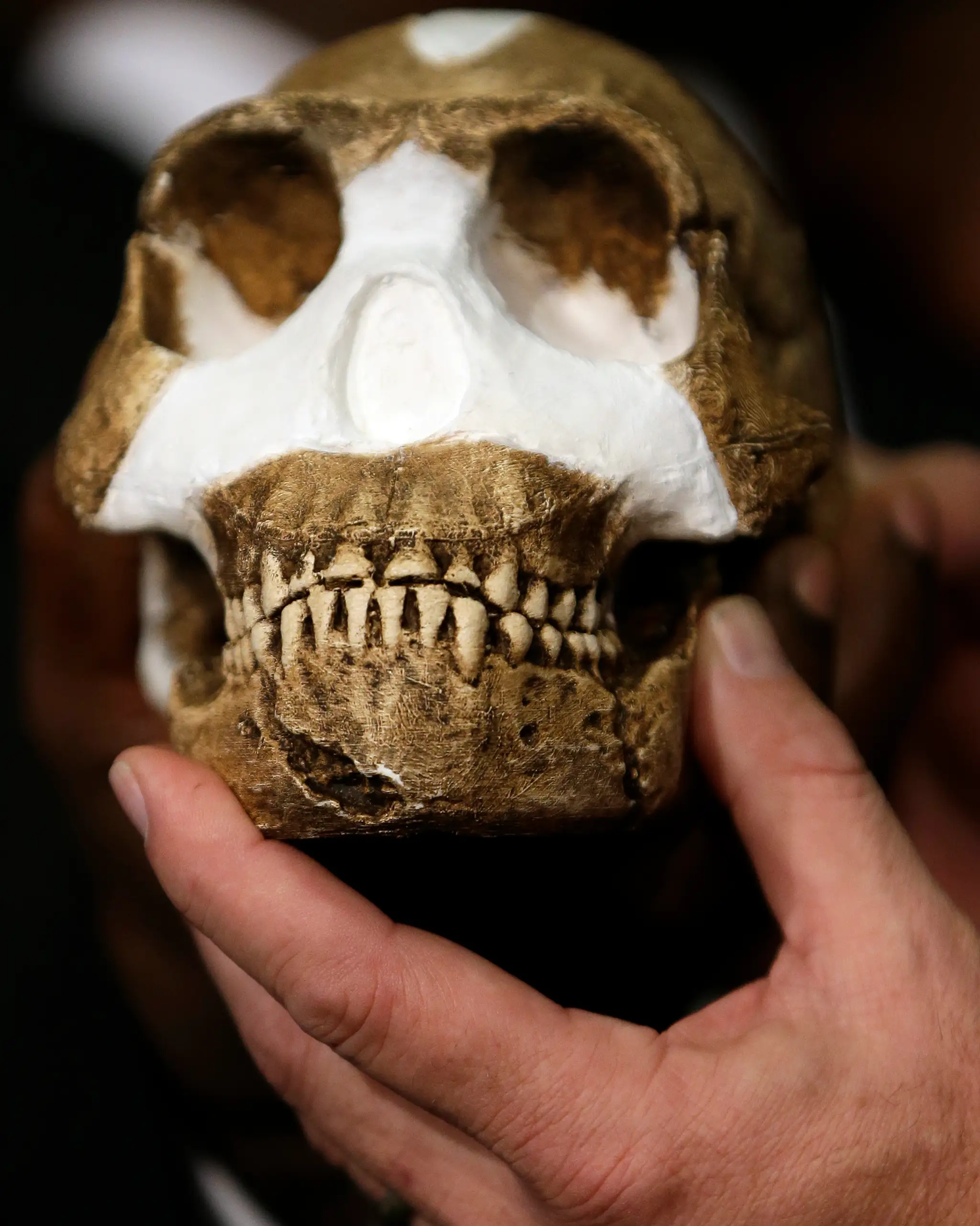 Homo naledi