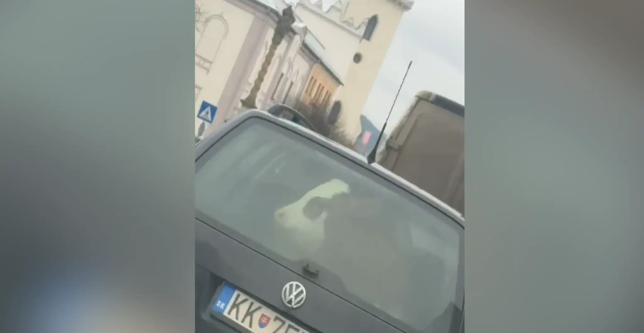 Krava v aute