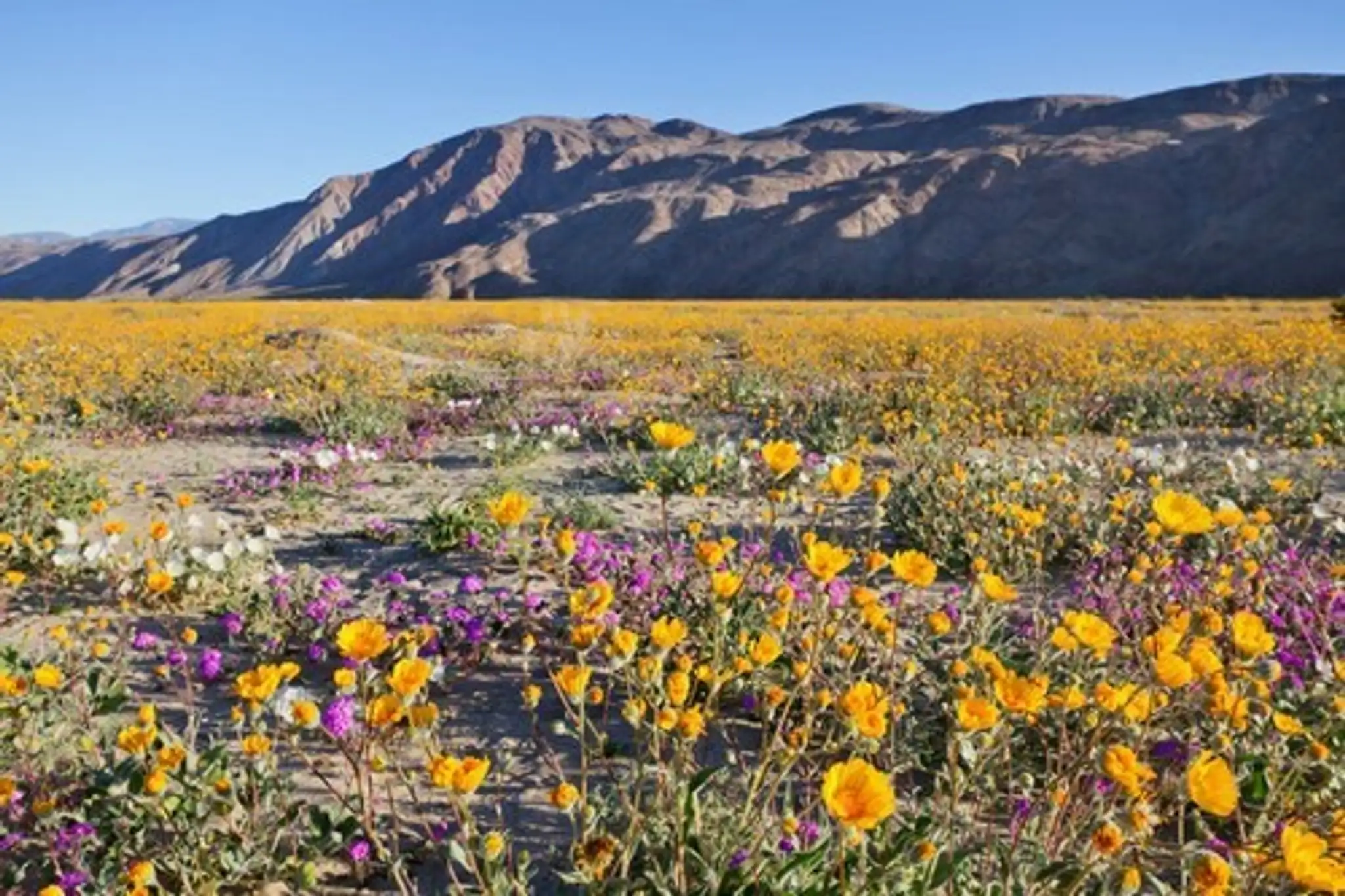 Borrego Springs.