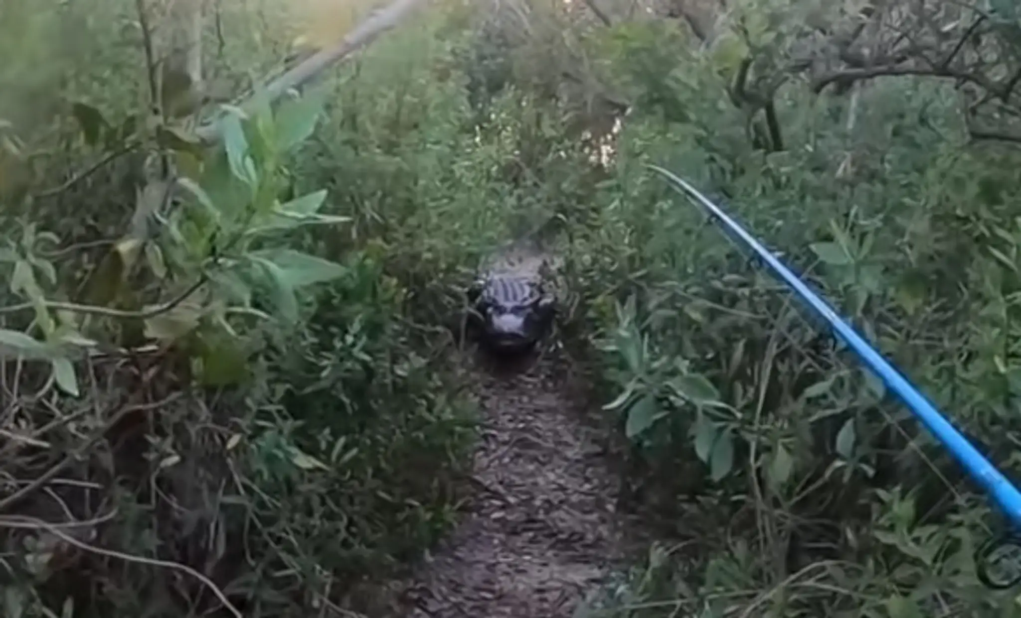 Krokodíl bol v tesnej blízkosti mladíka.