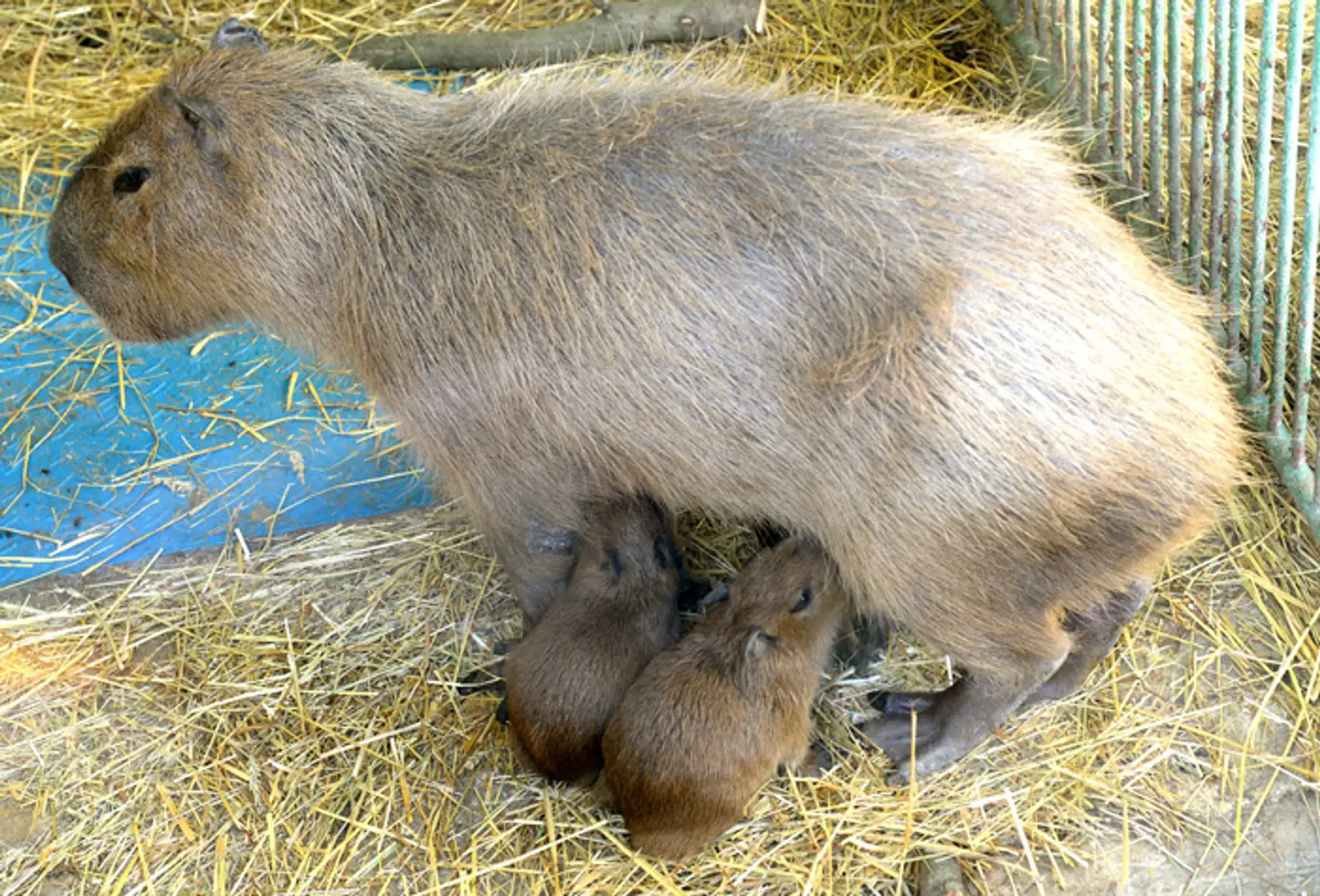 Kapybara močiarna chová mláďatá, ktoré sa narodili v košickej zoo.