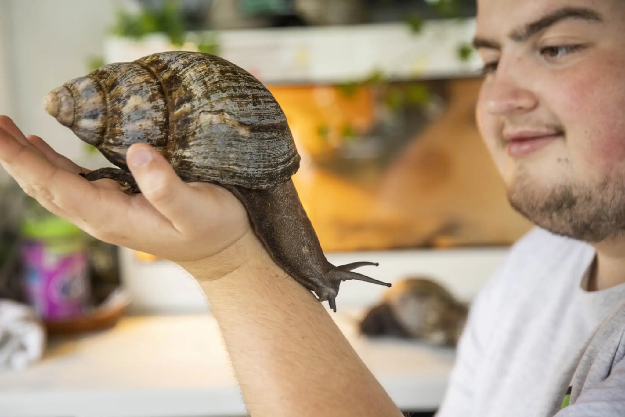 Oblovka žravá (Lissachatina Fulica)