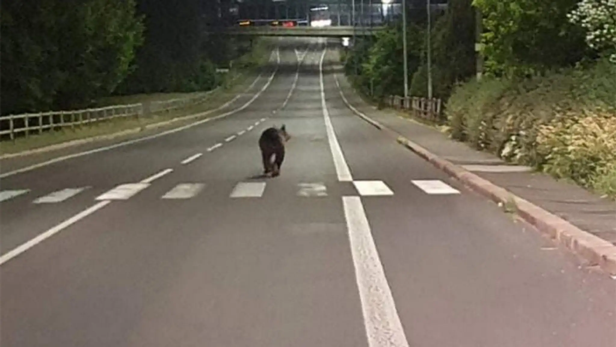 Medveď v Žiari nad Hronom.