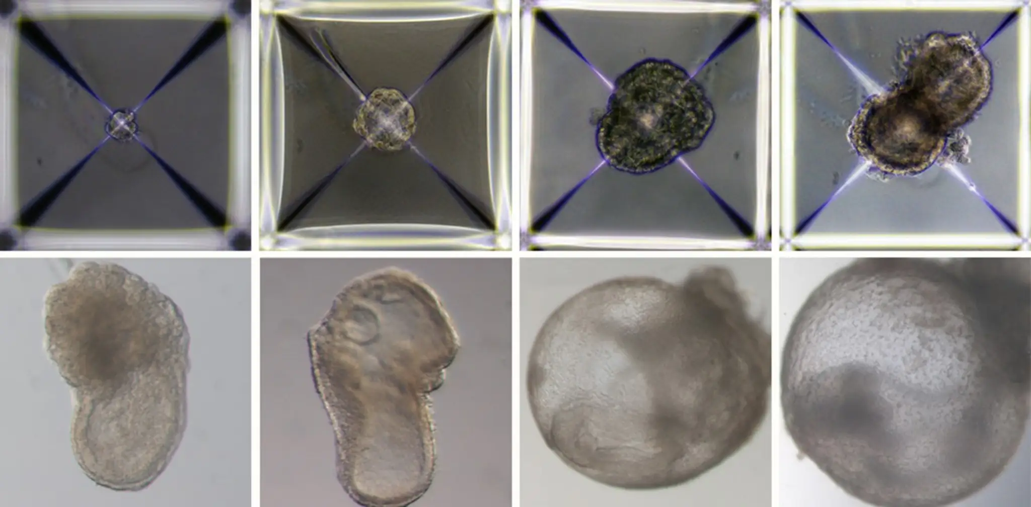 Umelo vytvorené myšie embryo