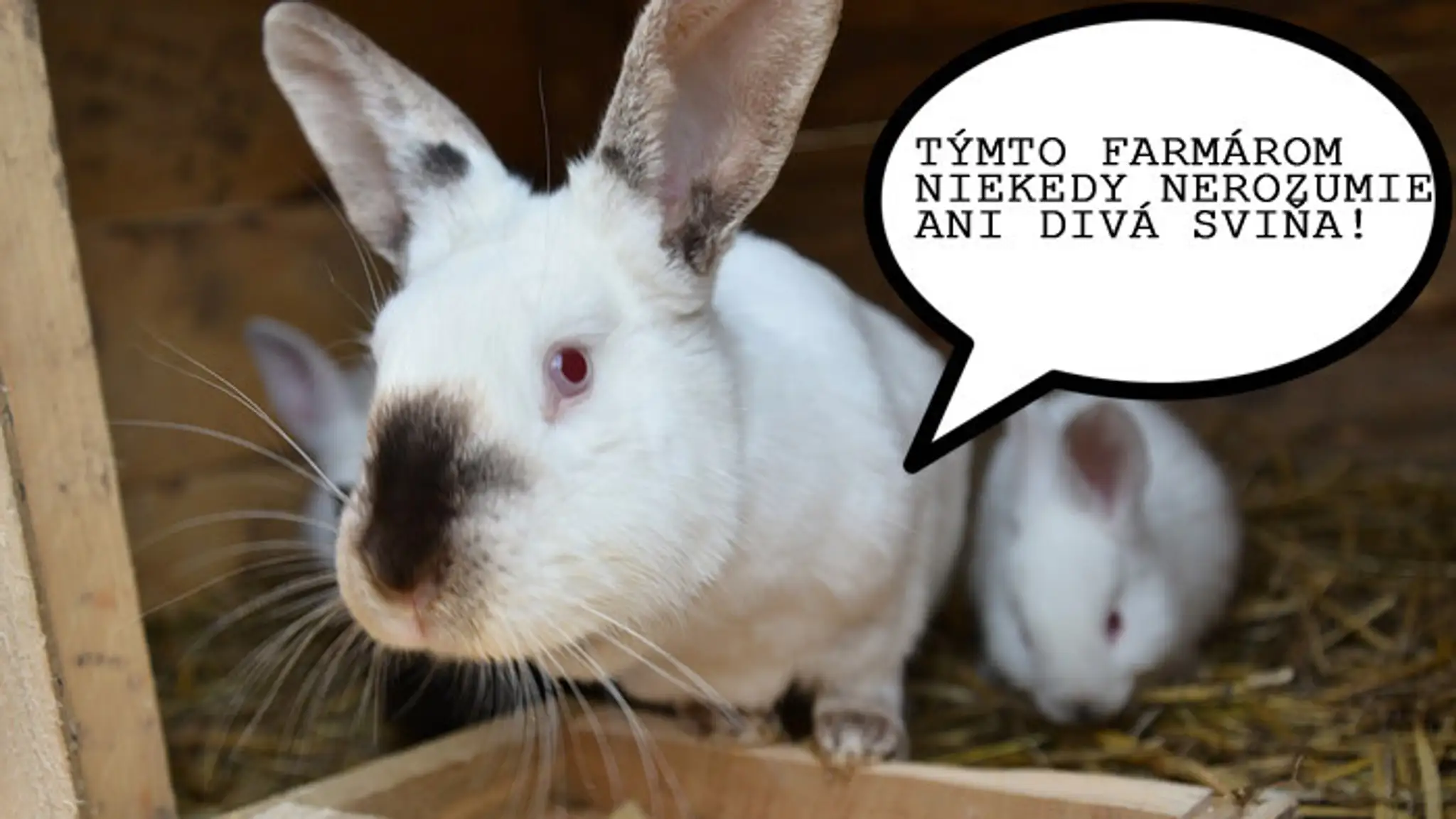 Zajac to pomenoval výstižne ...