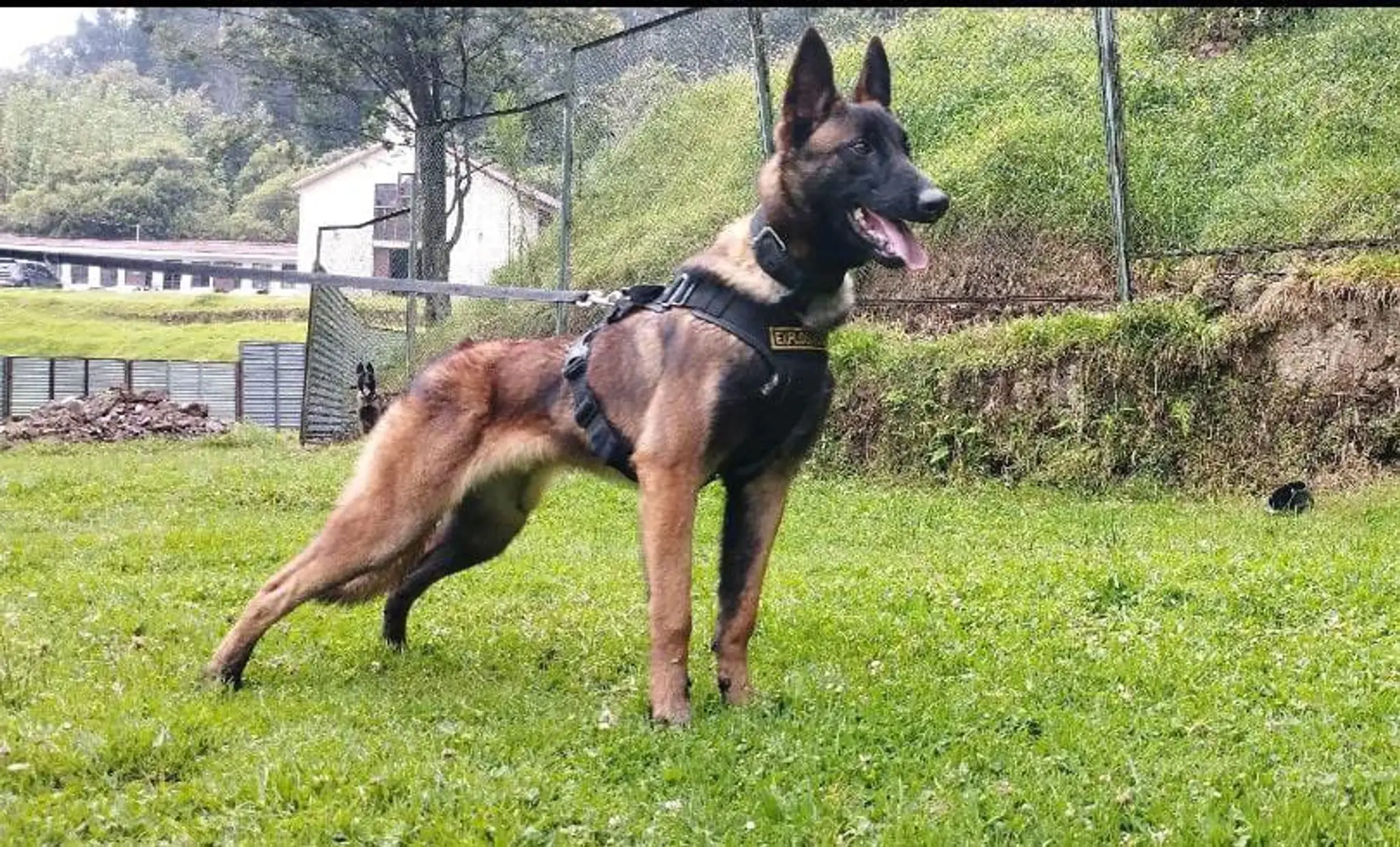 Policajný pes Kolumbia 