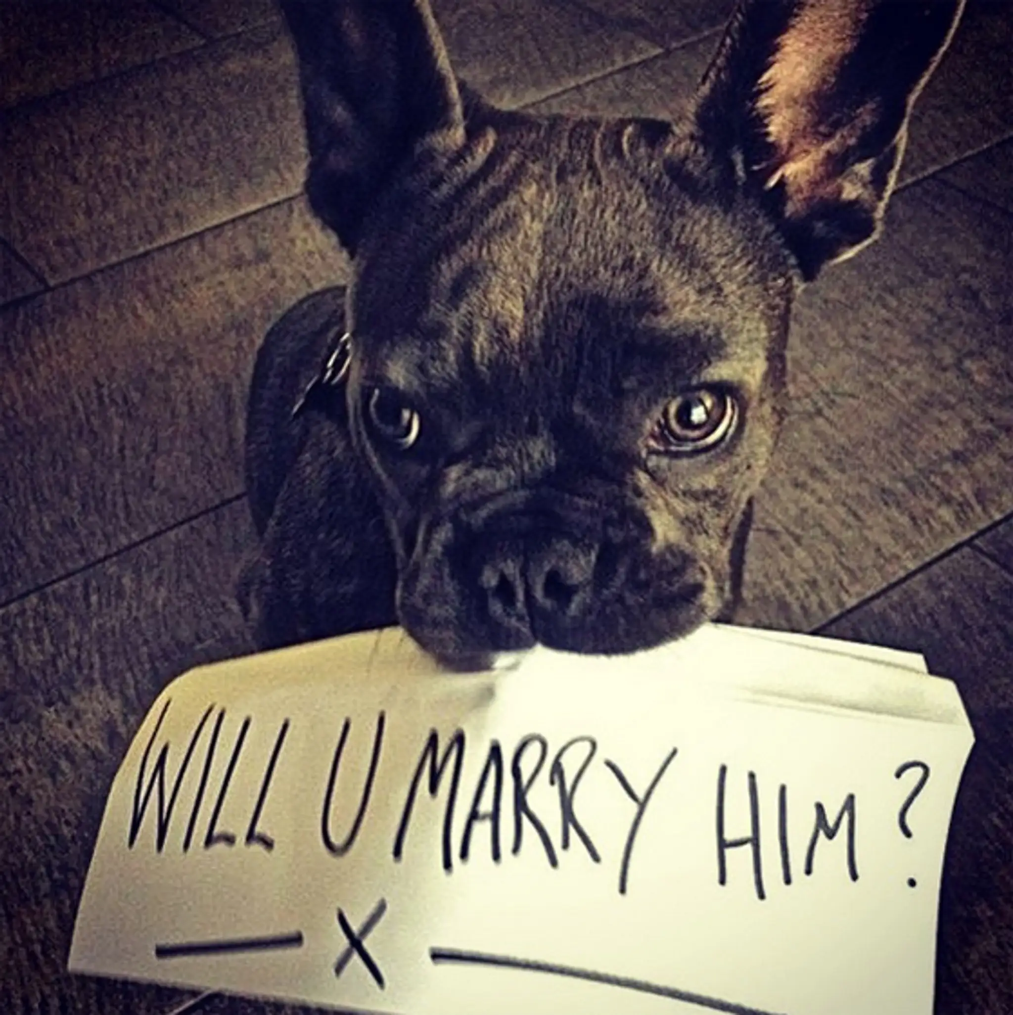 Owain Yeoman - psík Cash (foto: Instagram Gigi Yallouz Yeoman)