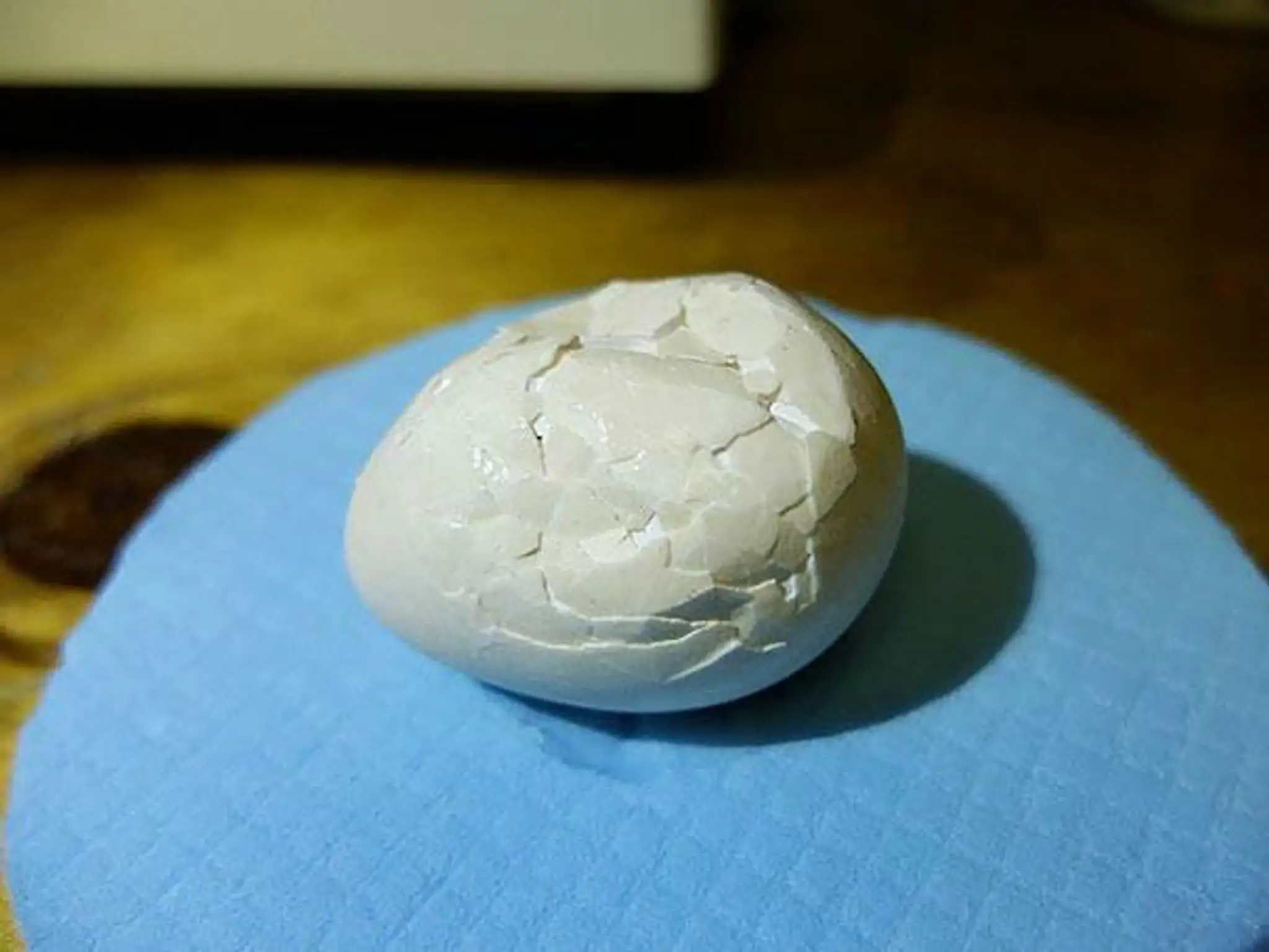 crushed-egg-repair-rare-parrot-lisa-one-kakapo-1.jpg