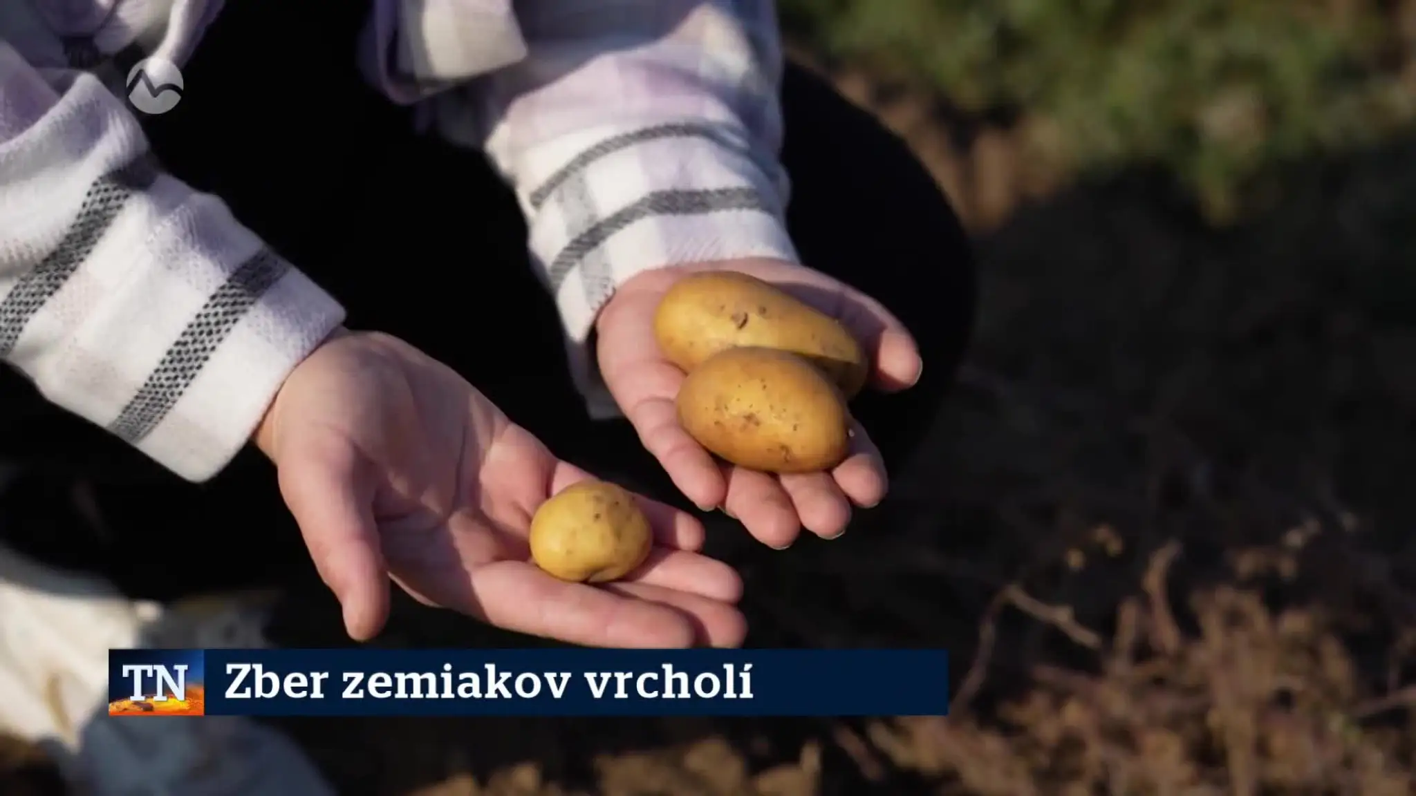 2026-10-06-TN-8-Zber-zemiakov-vrcholi