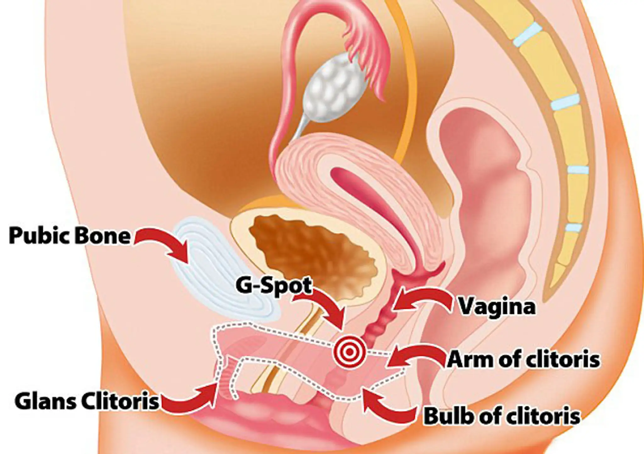 vagina klit.jpg