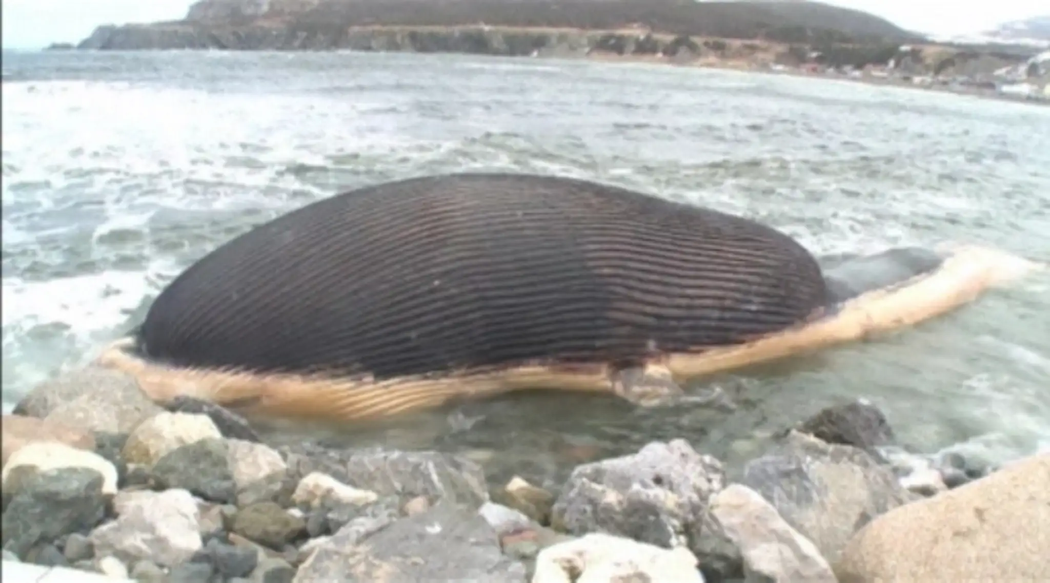 REUTERS_canada-bloated_whale_1514web_jpg_bez_watermarku_1.jpg