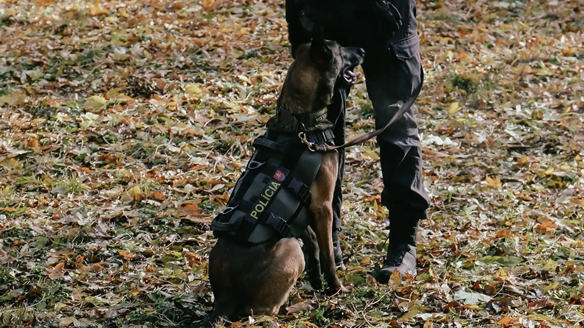 Tajomstvá o policajných psoch