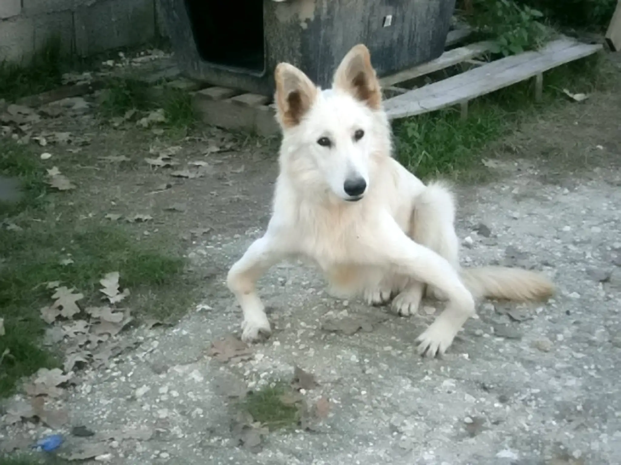 Krivonohý pes