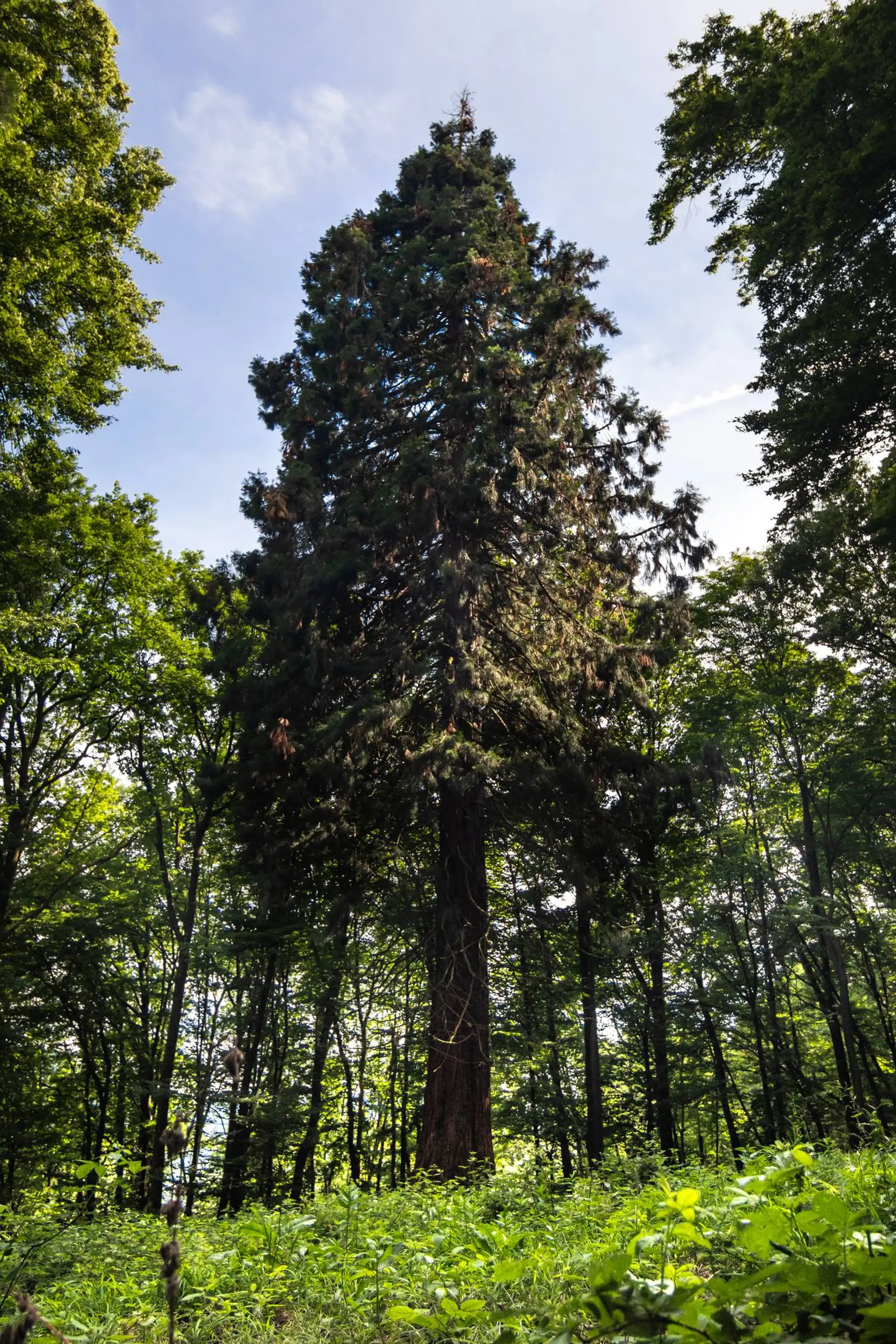 1. Sekvojovec mamutí (Sequoiadendron giganteum)