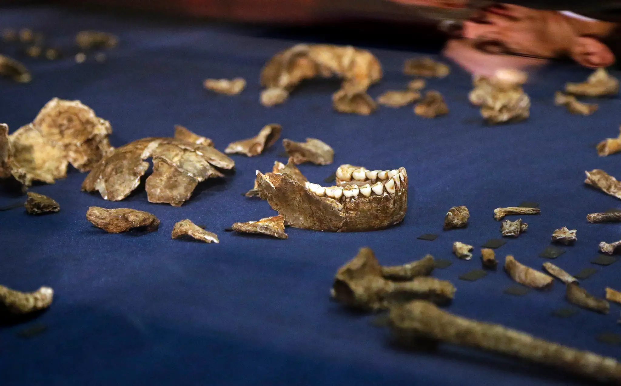 Homo naledi