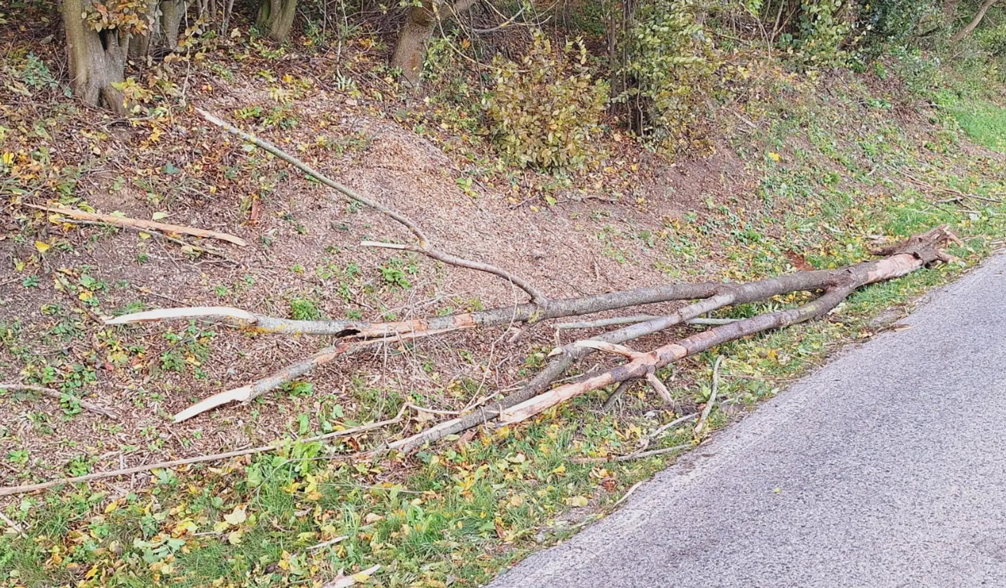 Spadnutý strom, ktorý zničil kapotu auta pri Rohožníku.