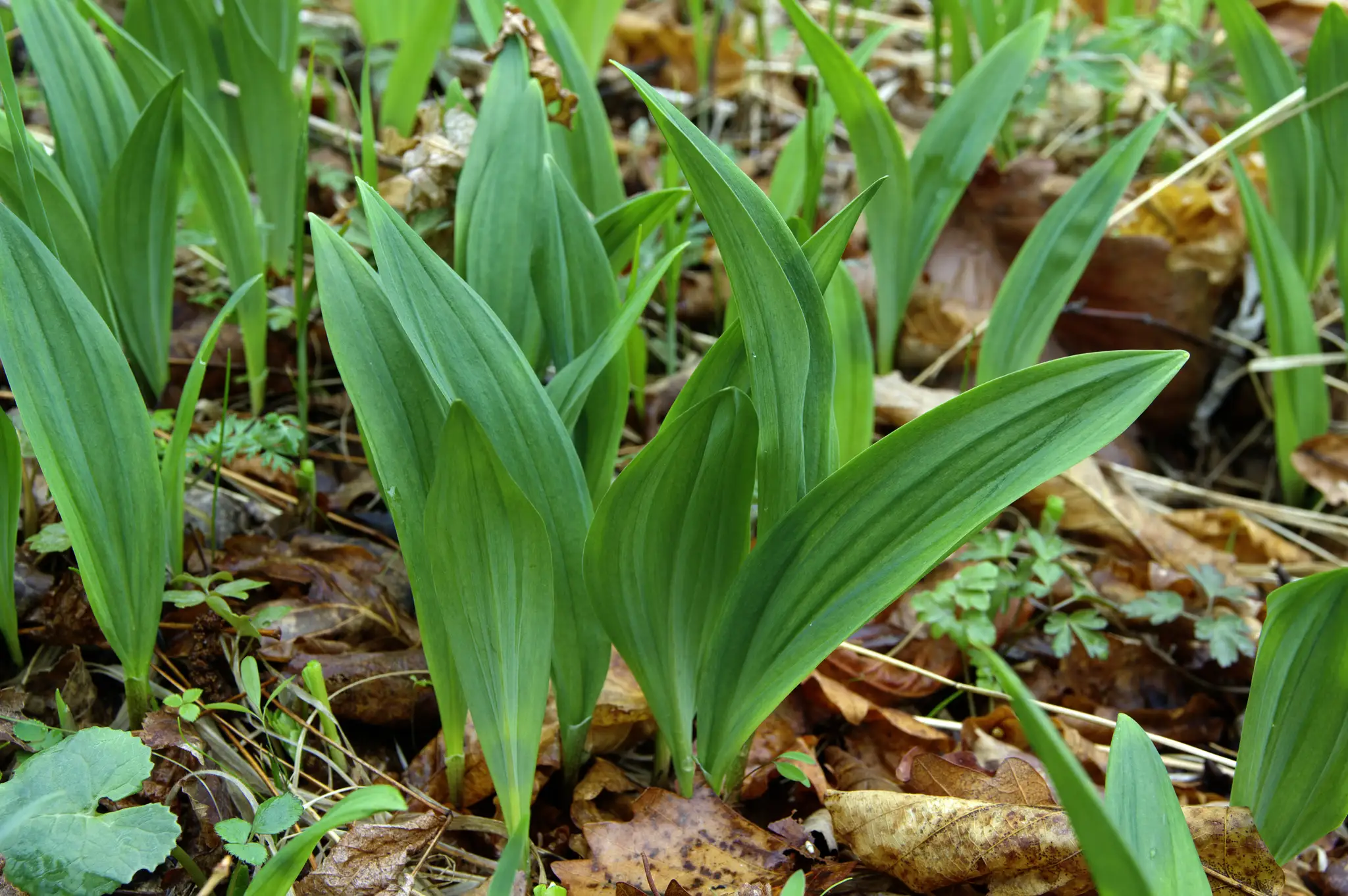 Medvedí cesnak (allium ursinum).