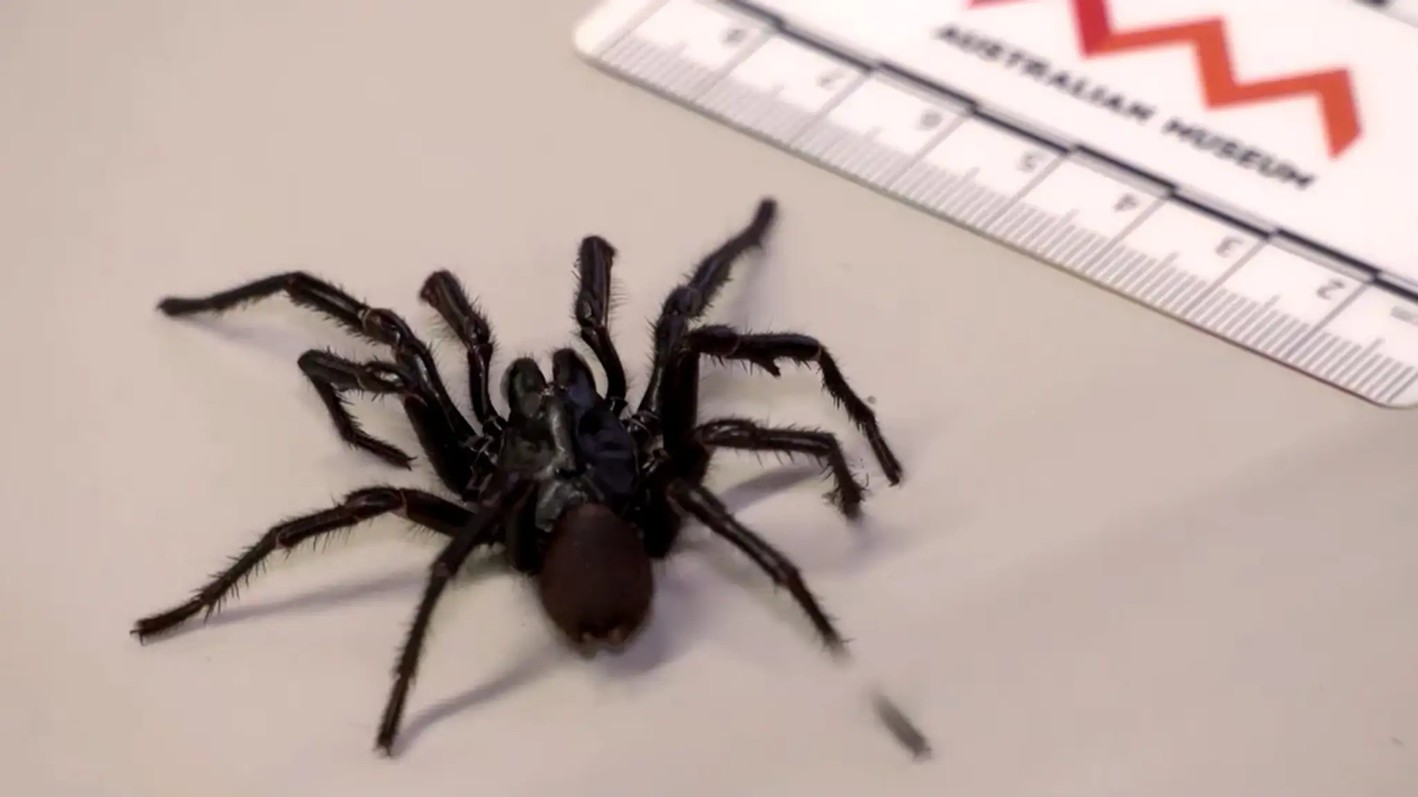 Najväčší austrálsky pavúk Atrax chistenseni.