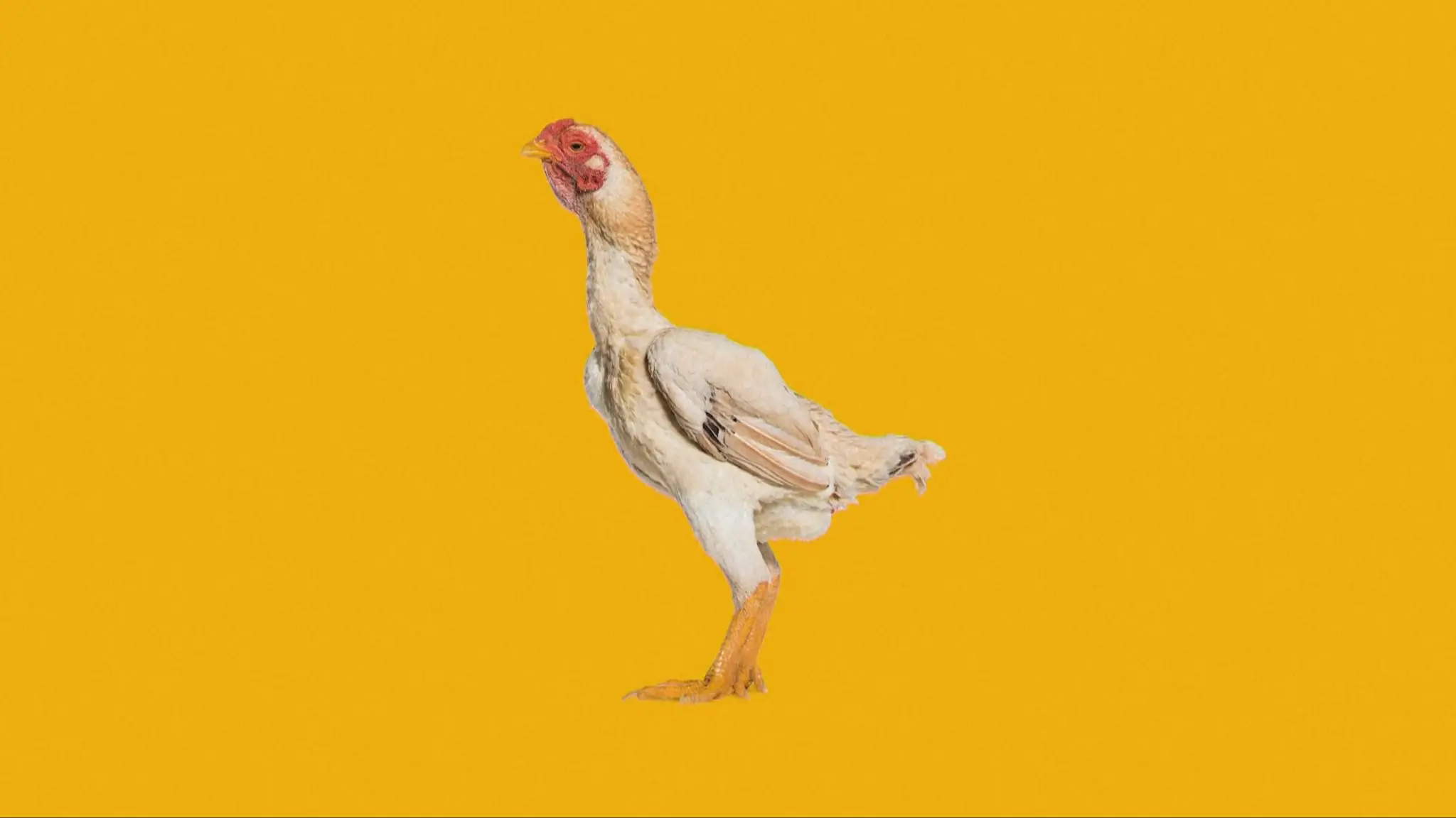Chicken banana