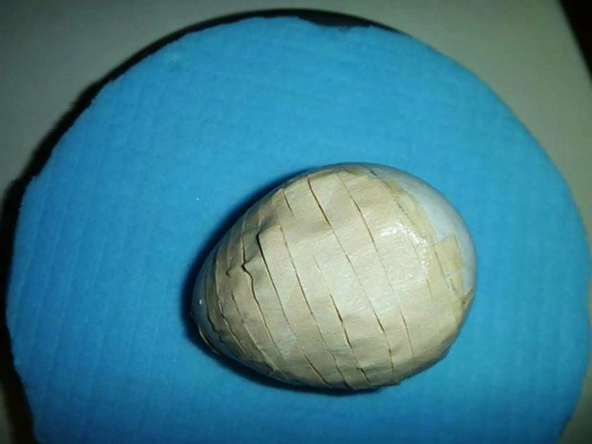 crushed-egg-repair-rare-parrot-lisa-one-kakapo-2.jpg