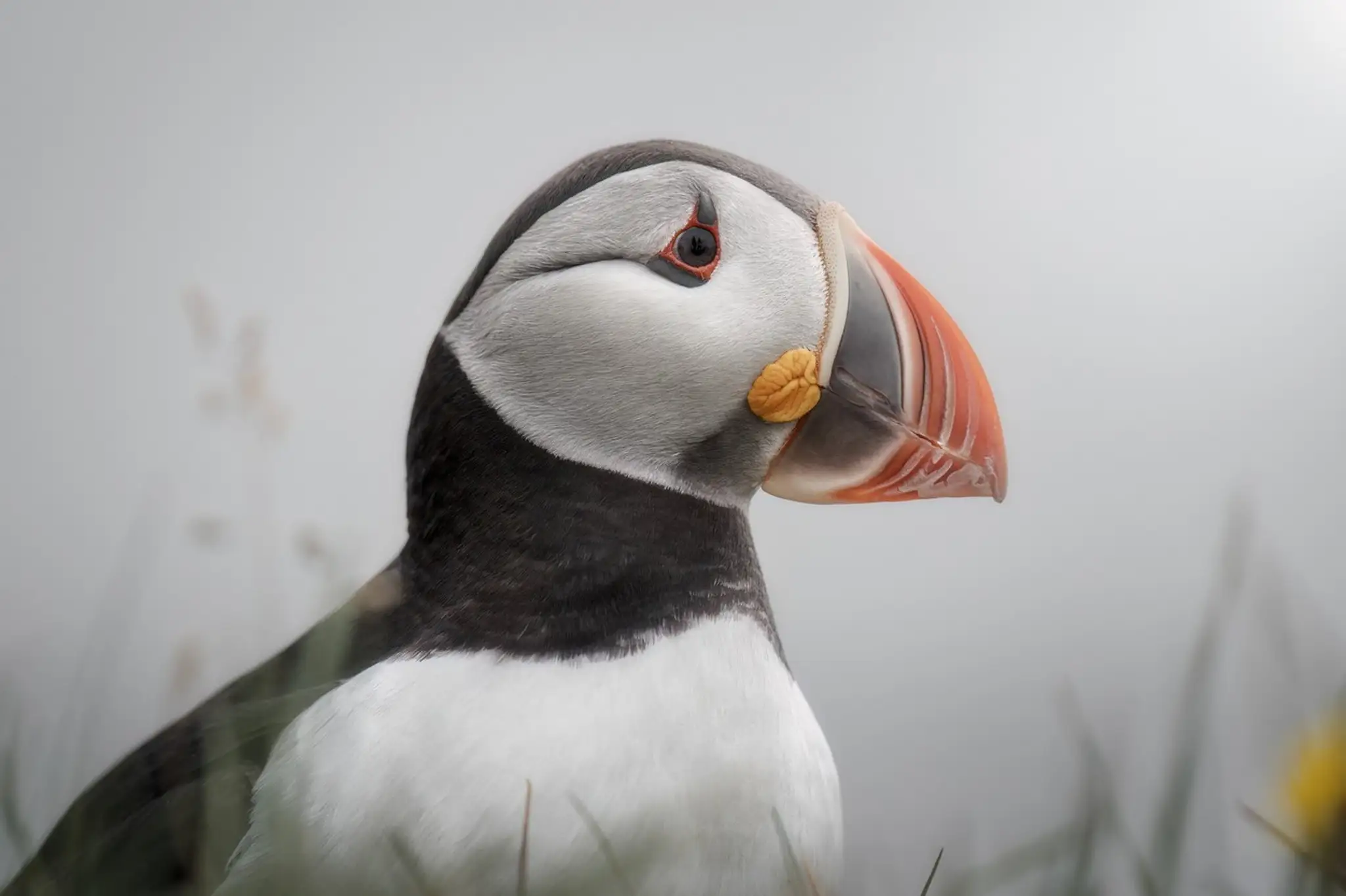 Víťaz kategórie Vtáky: polárna kačica na Islande.