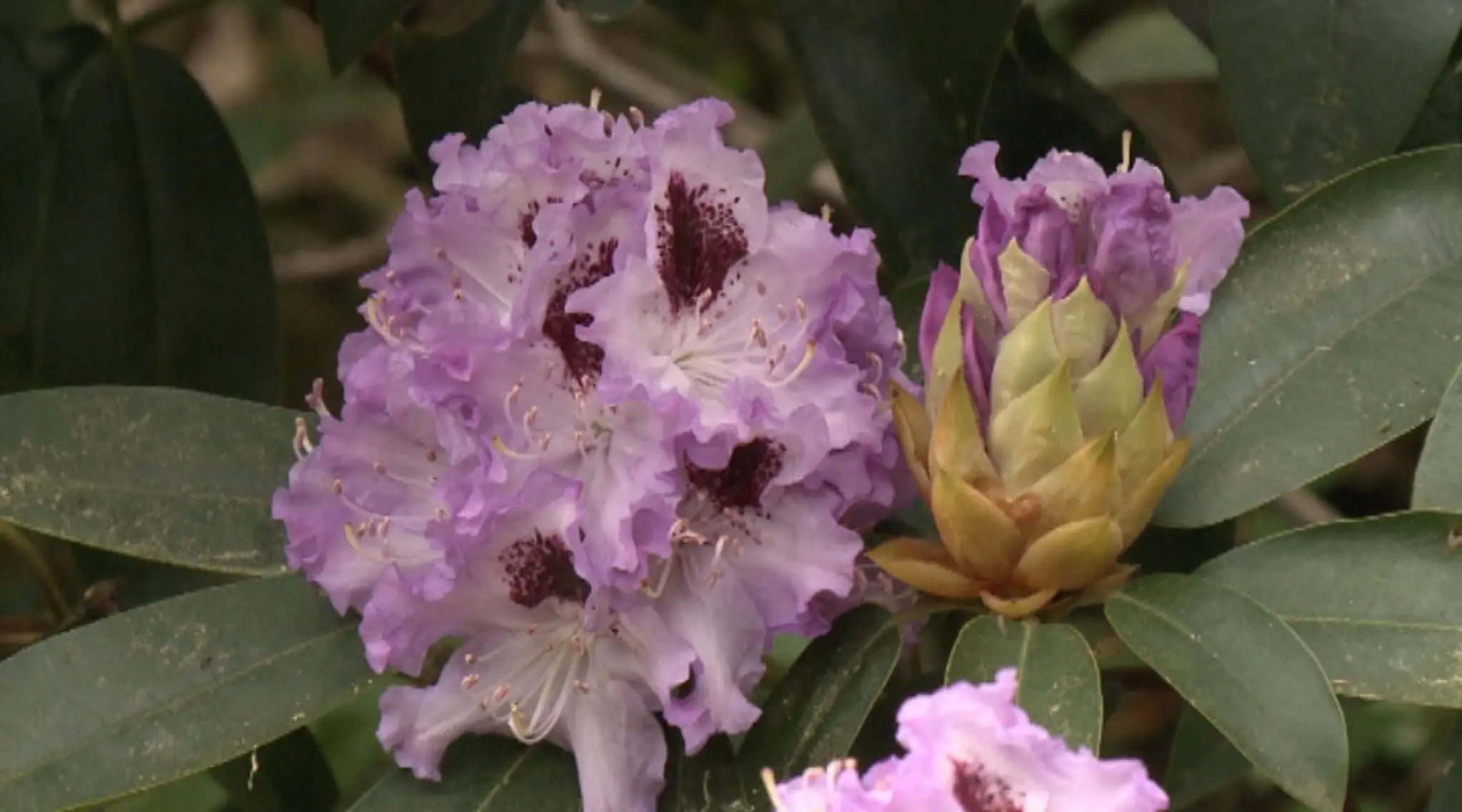 Rododendron.