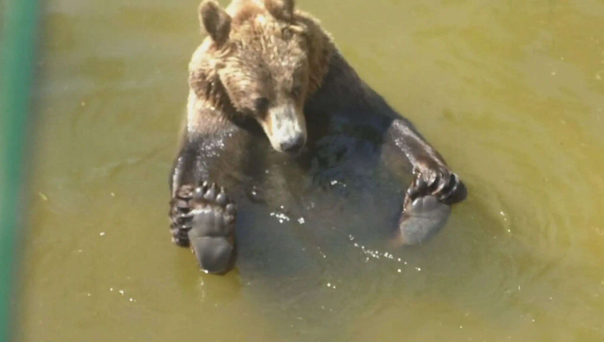medvedik