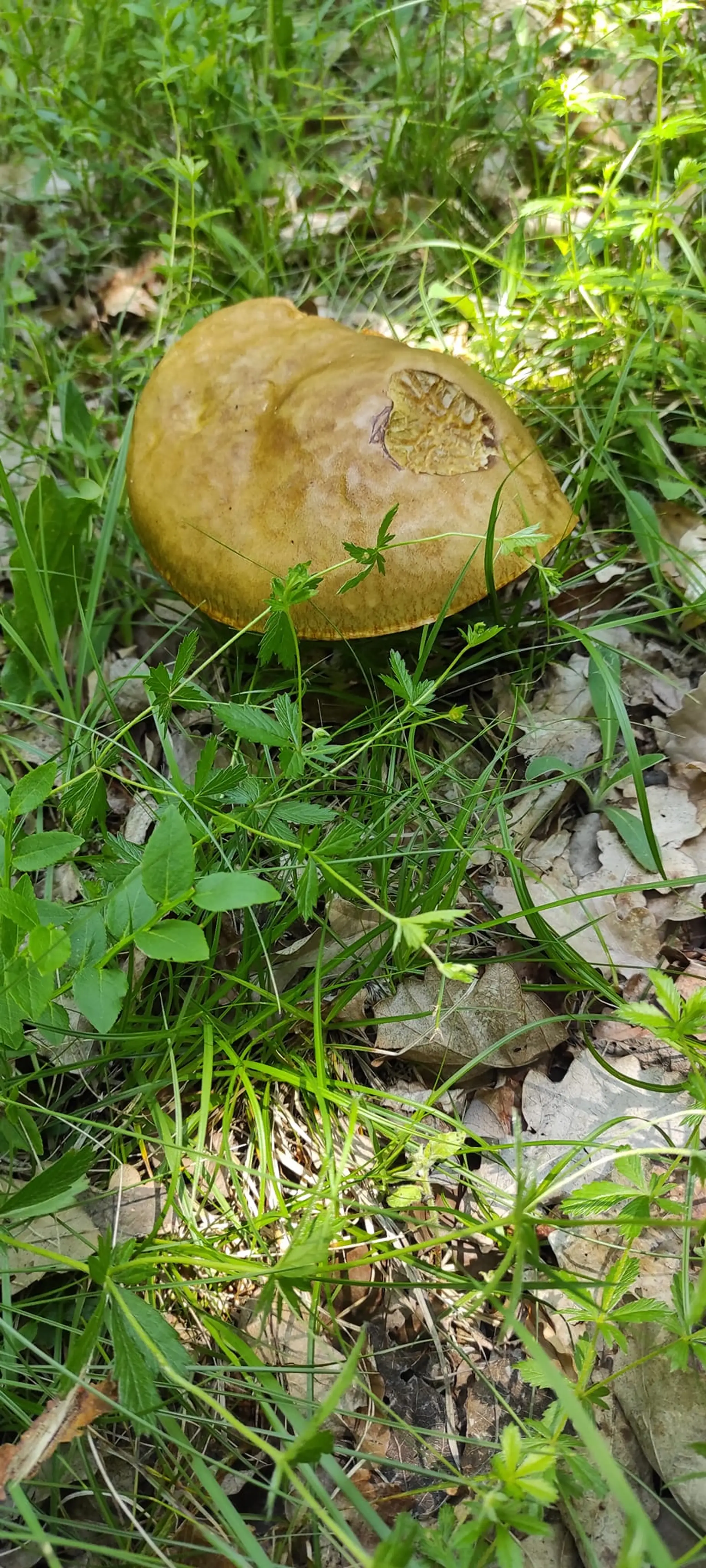 Aj na severovýchode Slovenska už pomaly rastú. Toto je snímka z okresu Snina od Petronely Urbanovej Sejnovej.