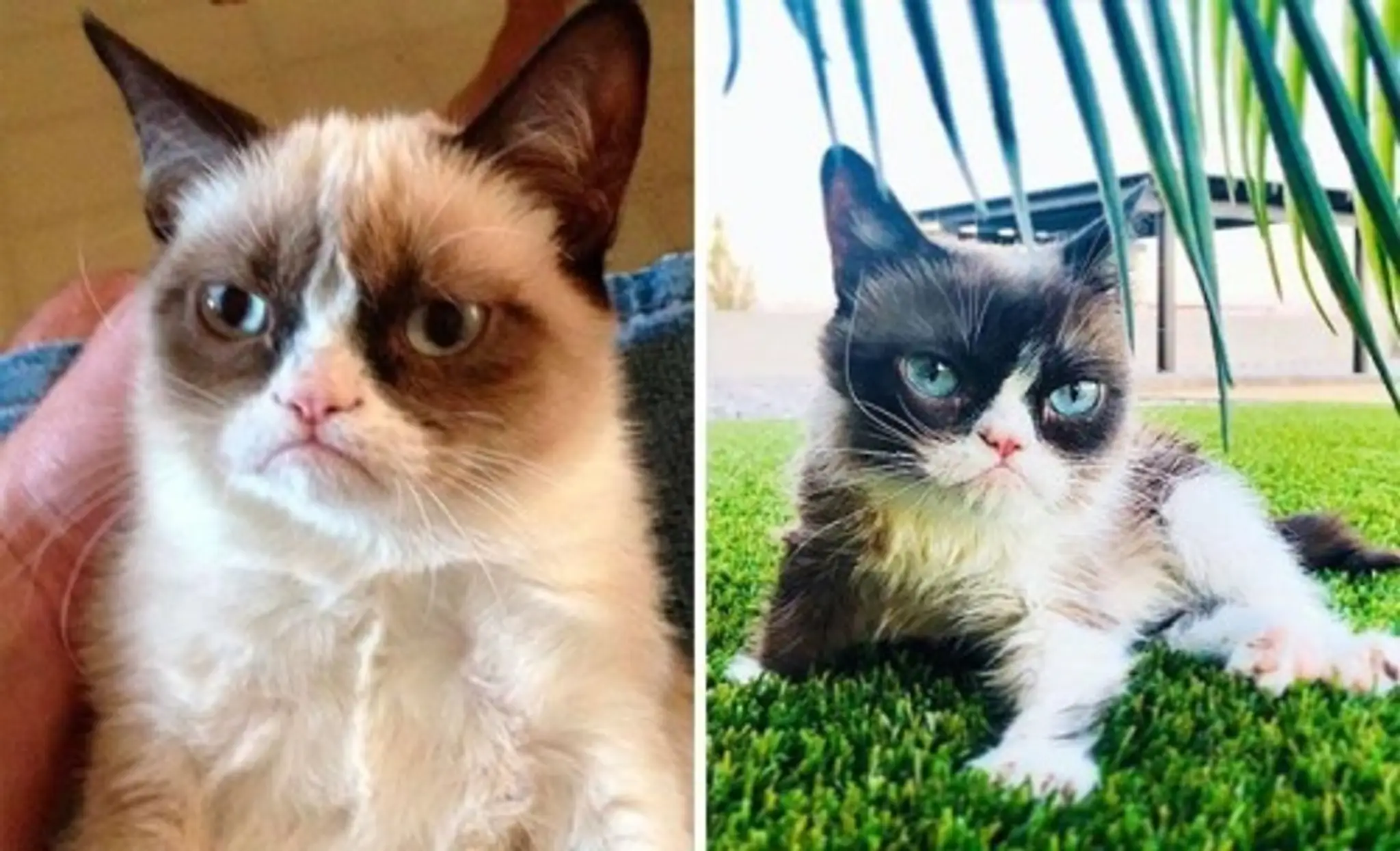 Grumpy Cat.
