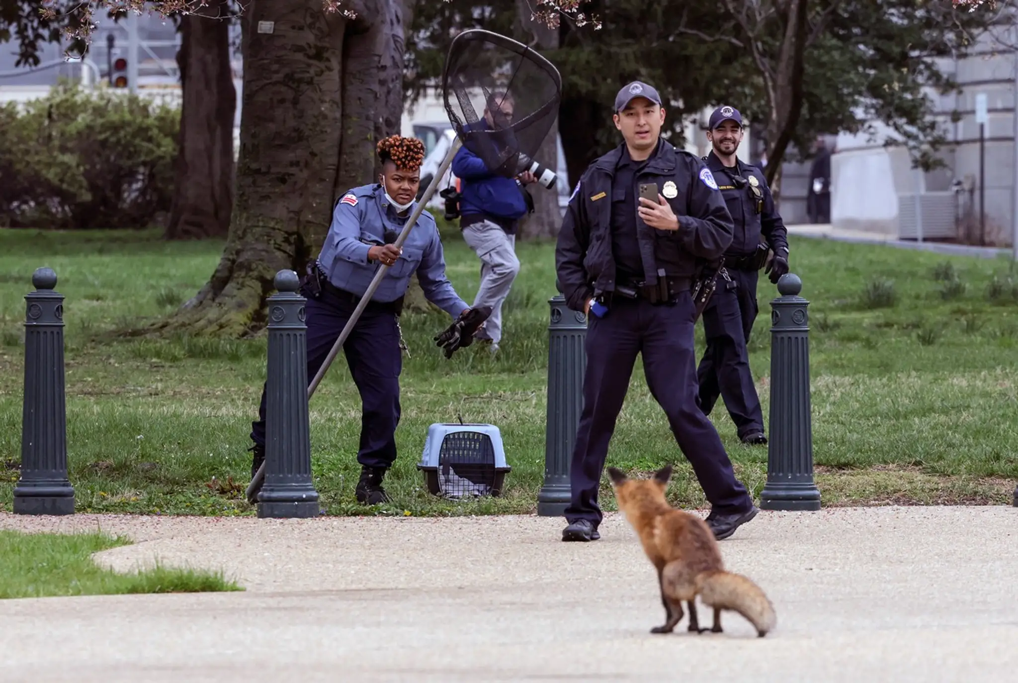 Odchyt líšky, ktorá narušila bezpečnosť vo vládnej štvrti Capitol Hill vo Washingtone.