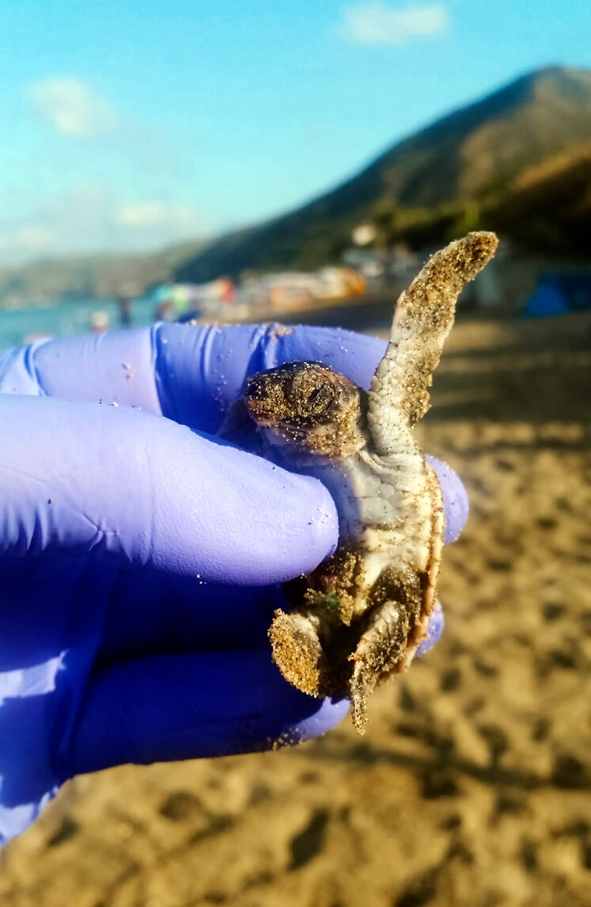 Italy_Conjoined_Turtles474862358035.jpg