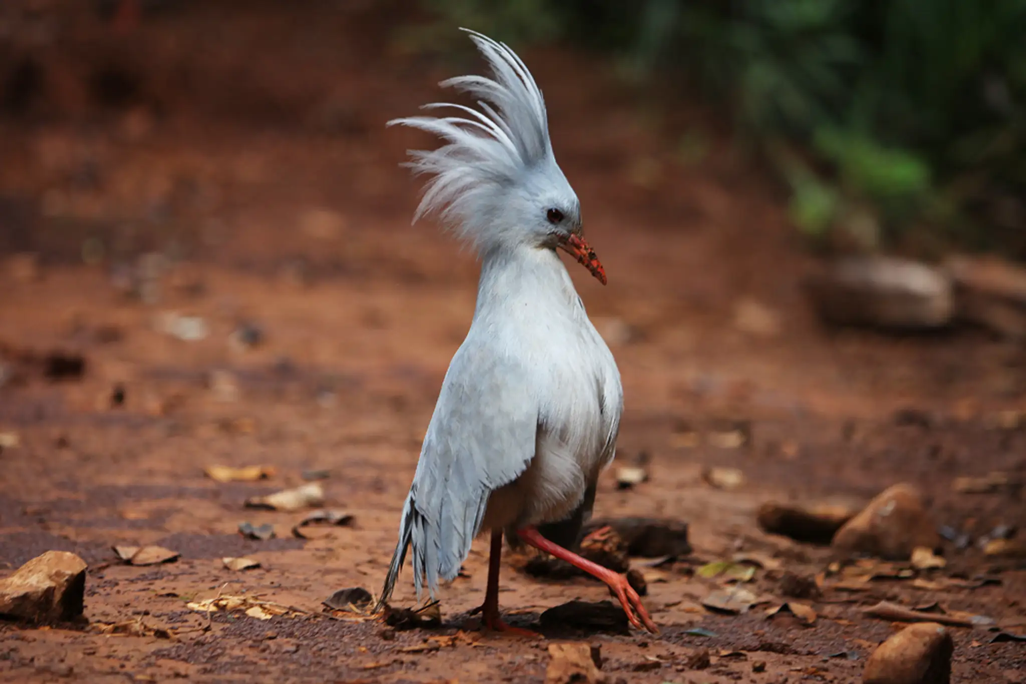 Kagu vlasatý.jpg