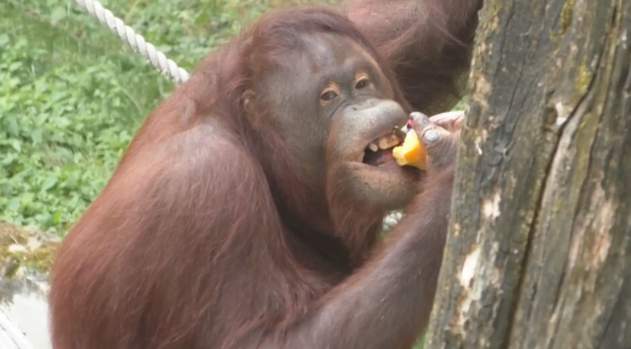 orangutan