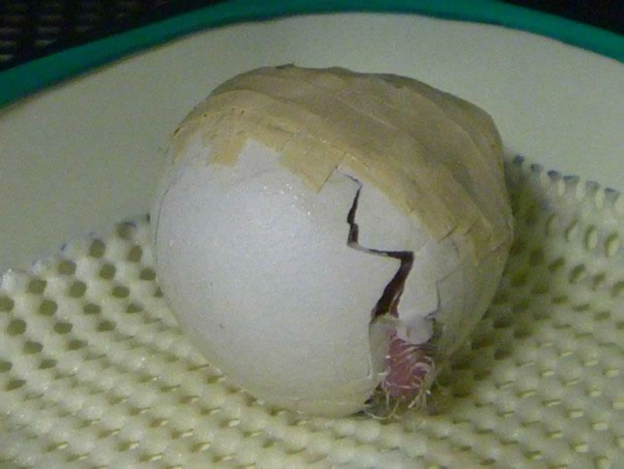 crushed-egg-repair-rare-parrot-lisa-one-kakapo-4.jpg