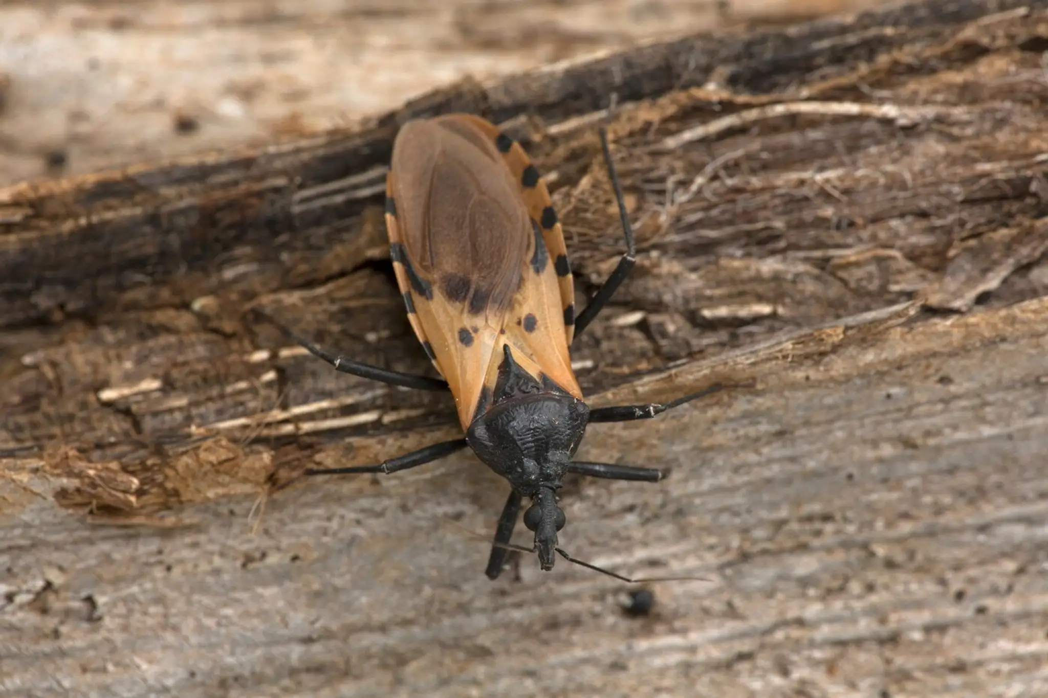 Novodobé AIDS? Ameriku ohrozuje Chagas