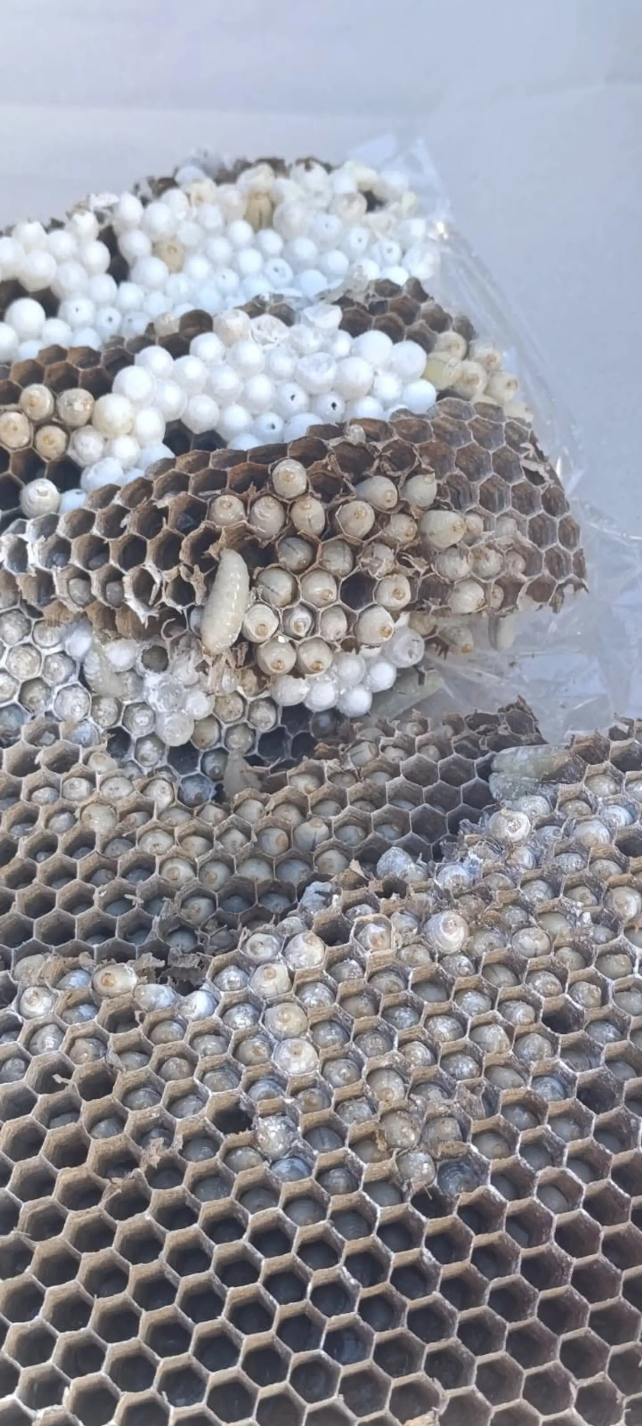 Likvidácia ohniska sršňa ázijského v obci Uloža