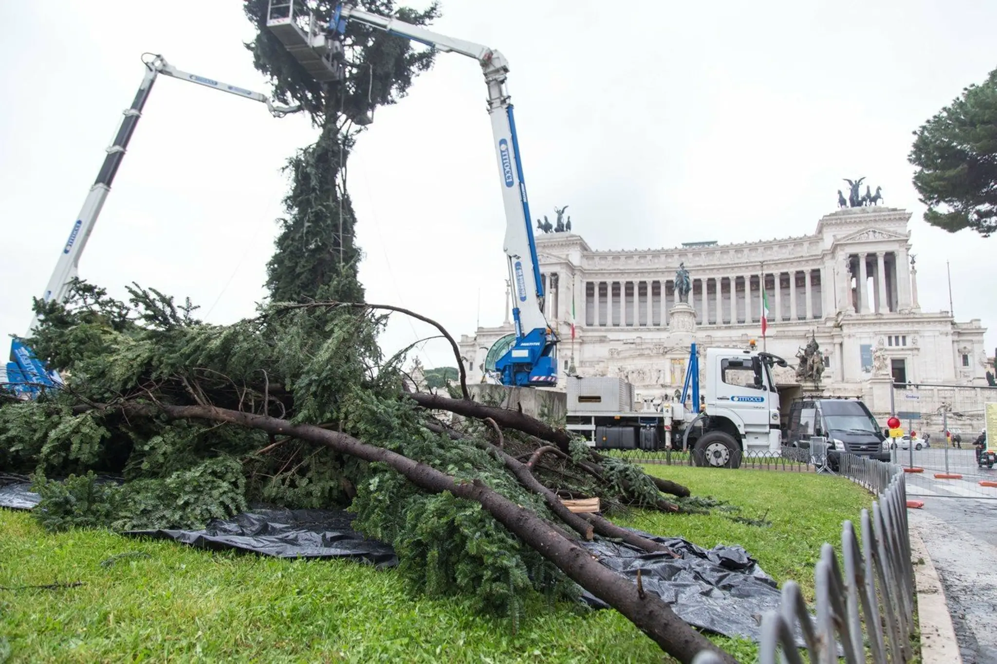 Aj tento rok je vianočný stromček, ktorý umiestnili na námestí Piazza Venezia, na smiech.