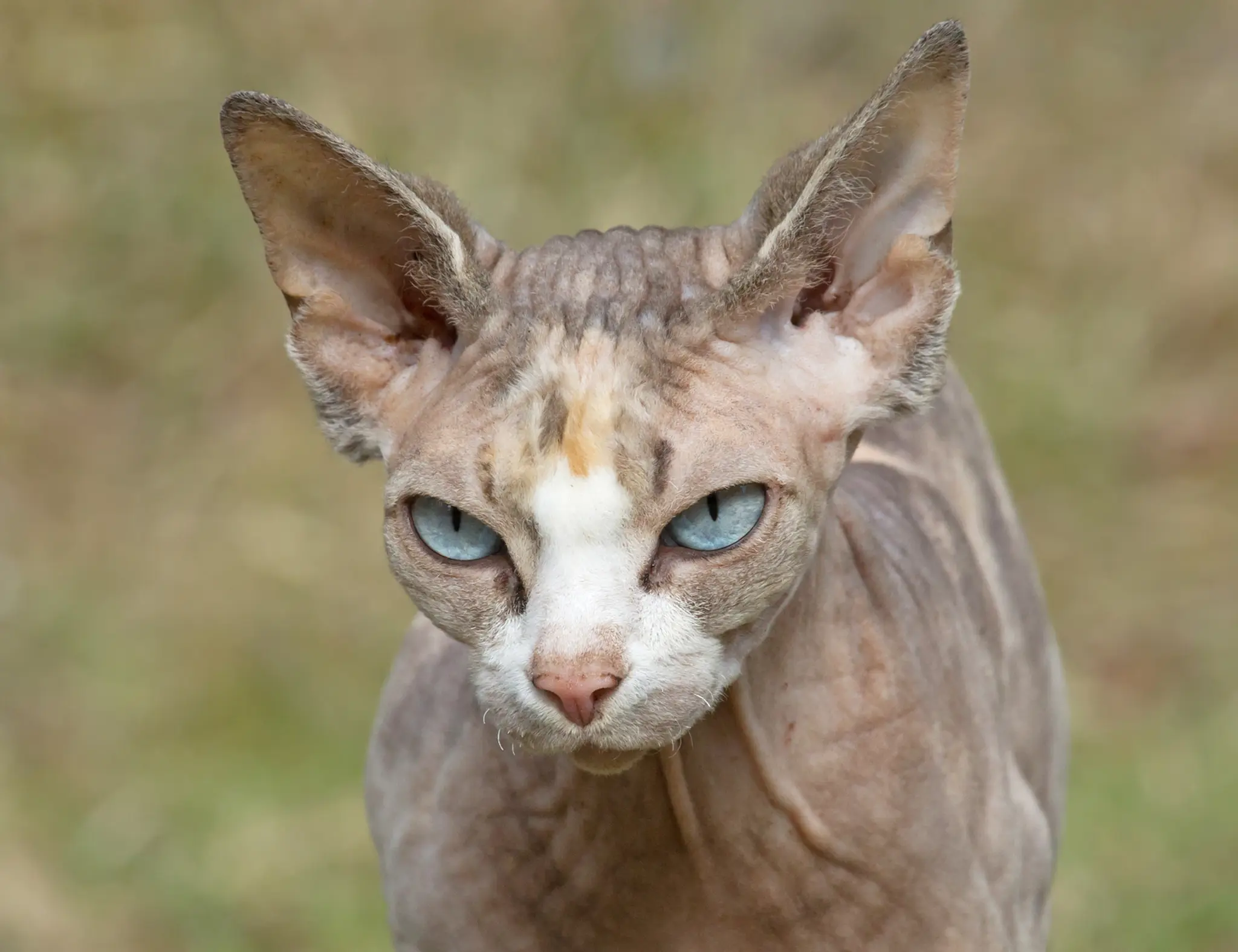 Mačka plemena sphynx.